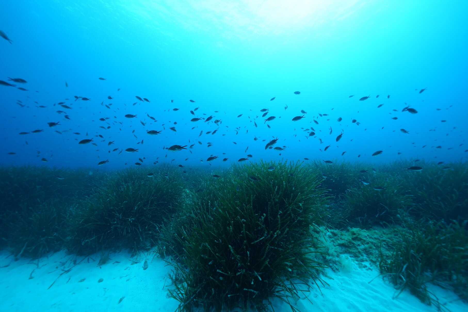 водоросли в черном море