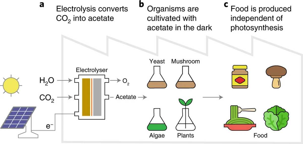 Разработана технология искусственного фотосинтеза для производства пищи без использования солнечного света