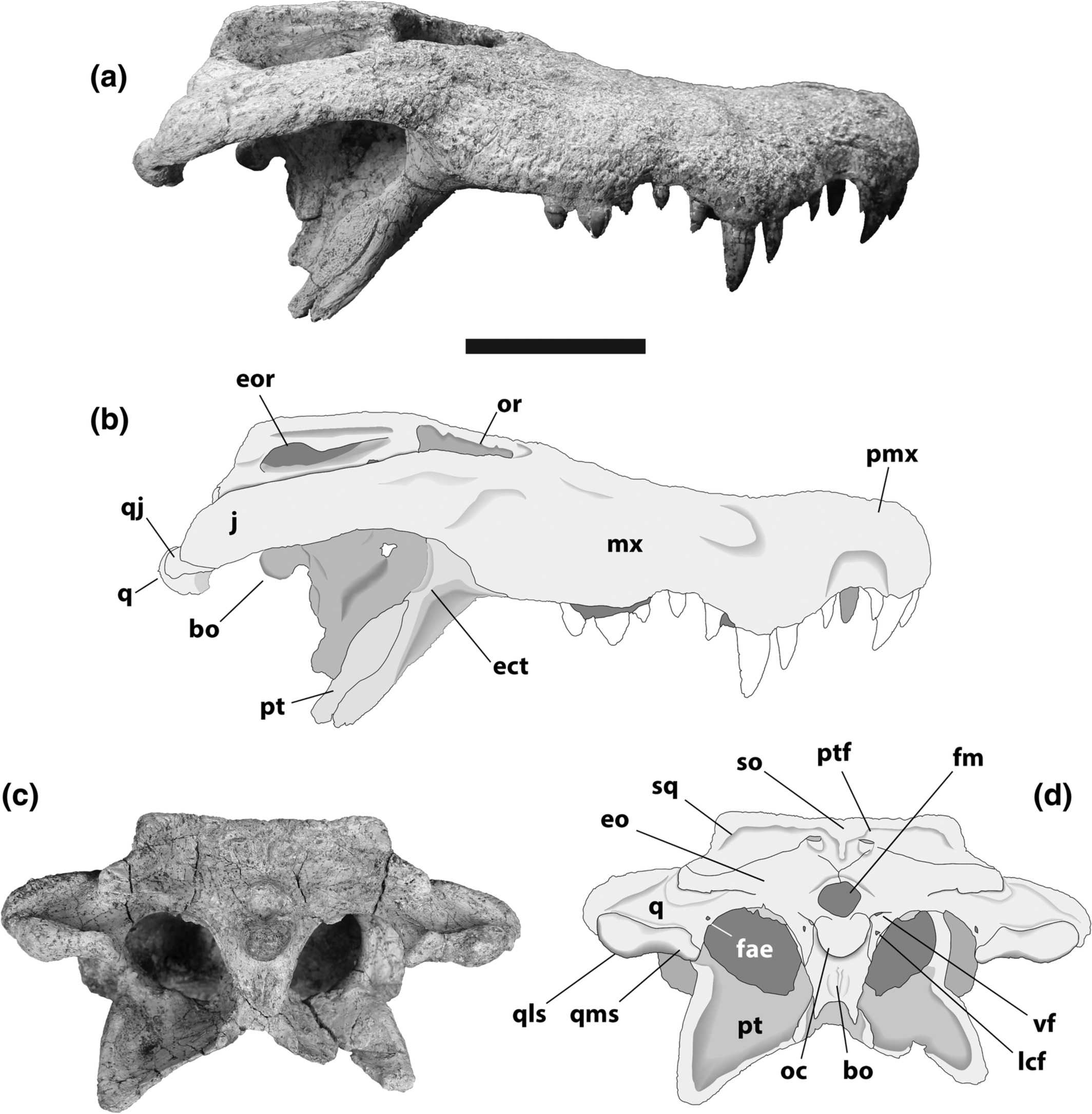 В Африке нашли череп гигантского наземного крокодила