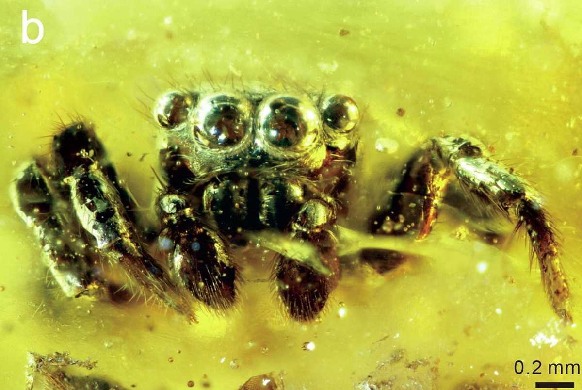 Паука-скакунчика обнаружили в китайском янтаре возрастом 14,7 миллиона лет