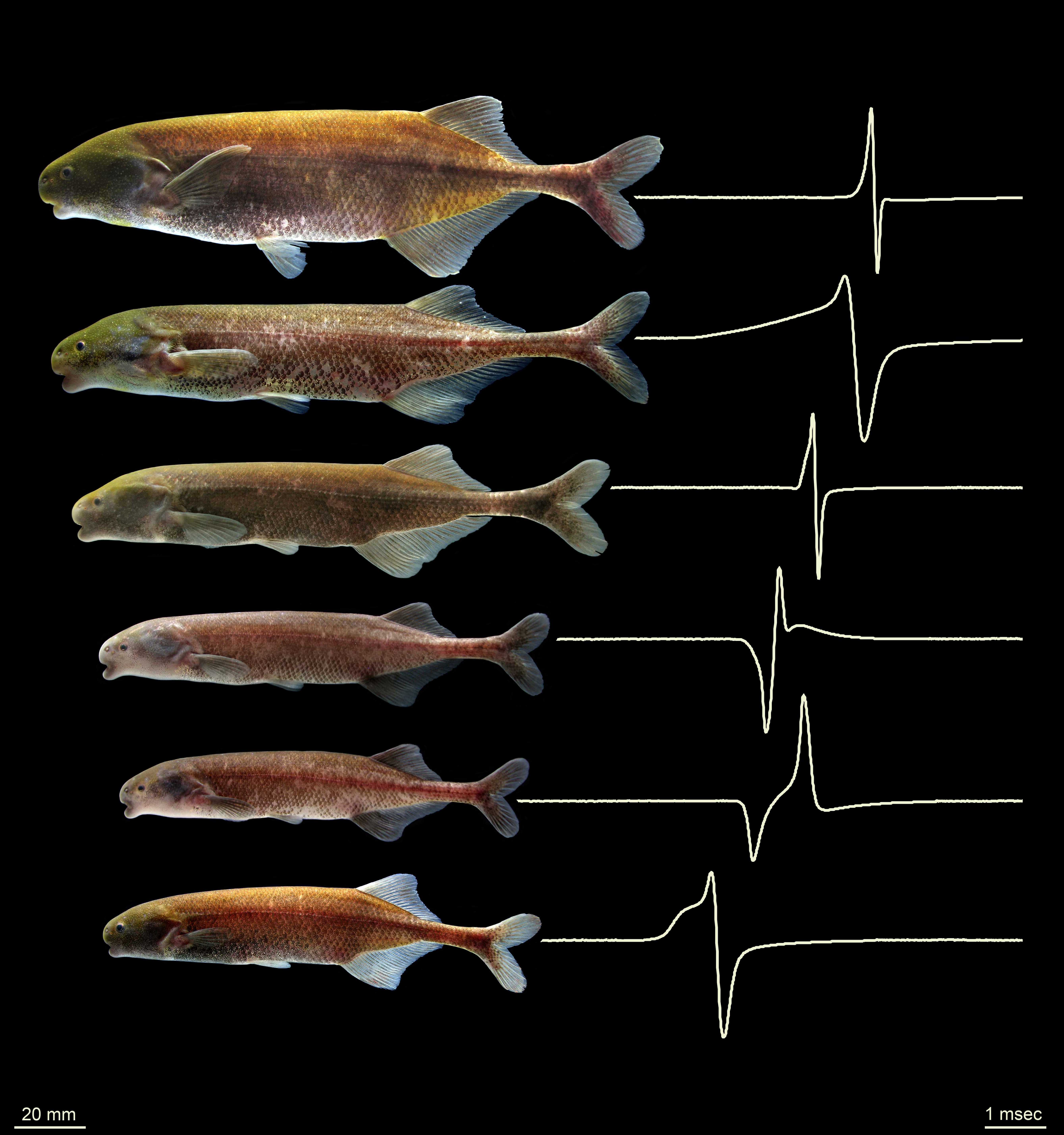 Биологи разобрались в истории электрификации рыб
