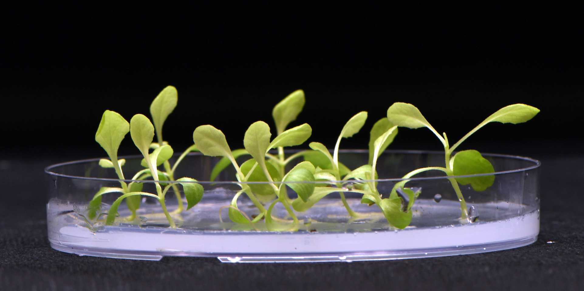 Разработана технология искусственного фотосинтеза для производства пищи без использования солнечного света
