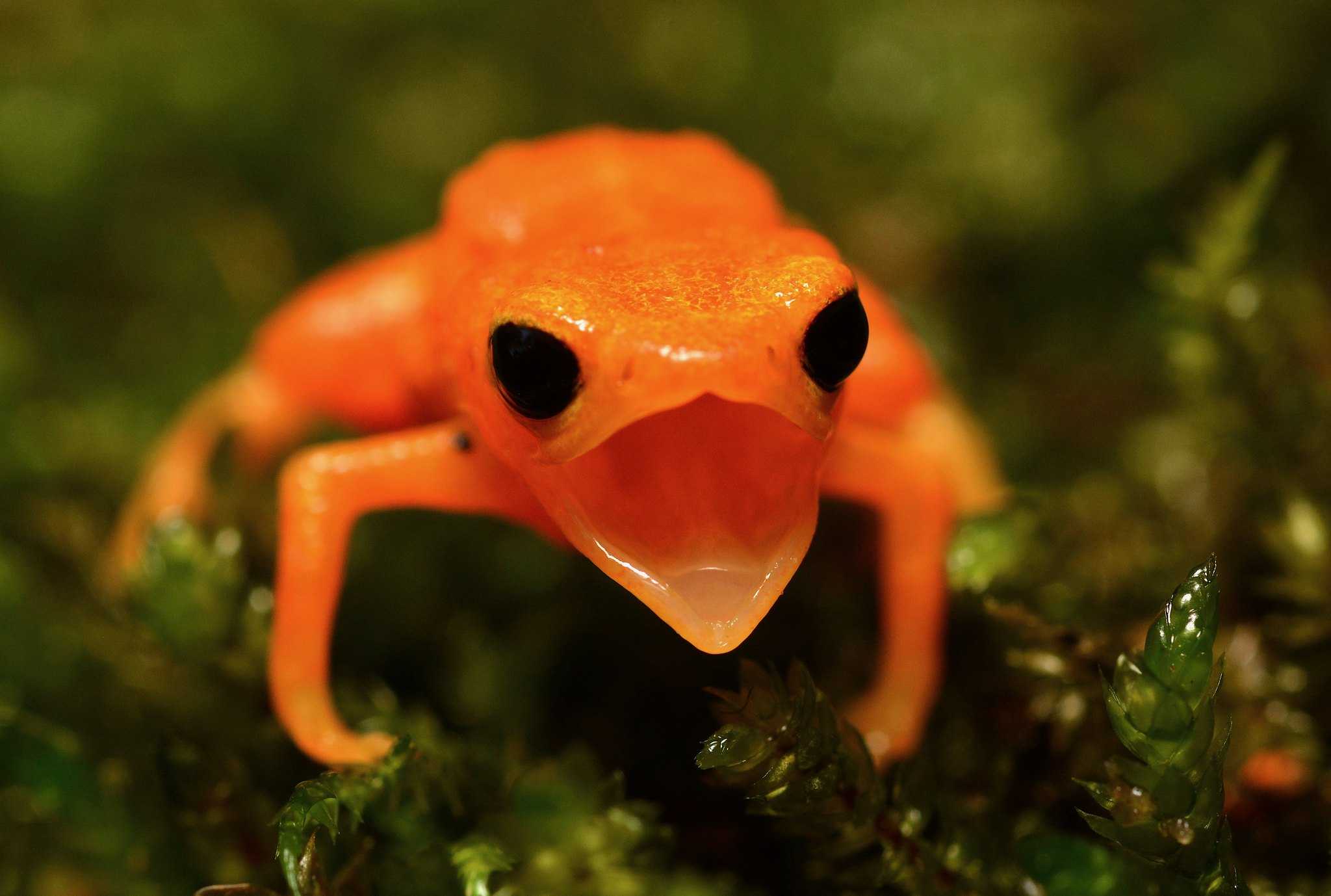 Седлоносные жабы не умеют приземляться из-за размеров внутреннего уха
