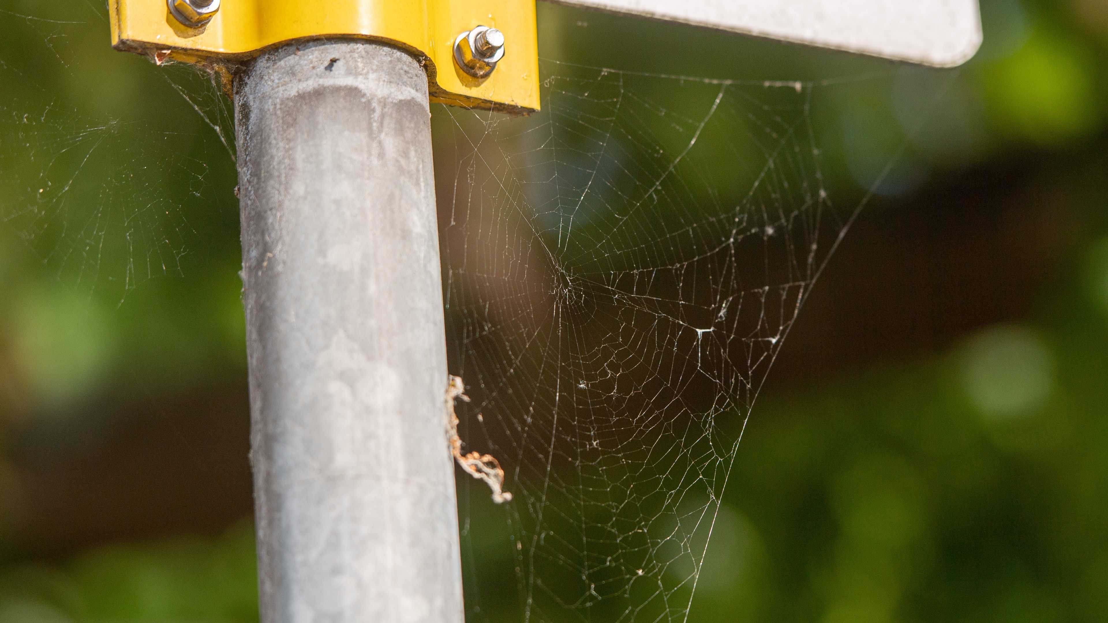 Ученые подсчитали количество микропластика в паучьих сетях