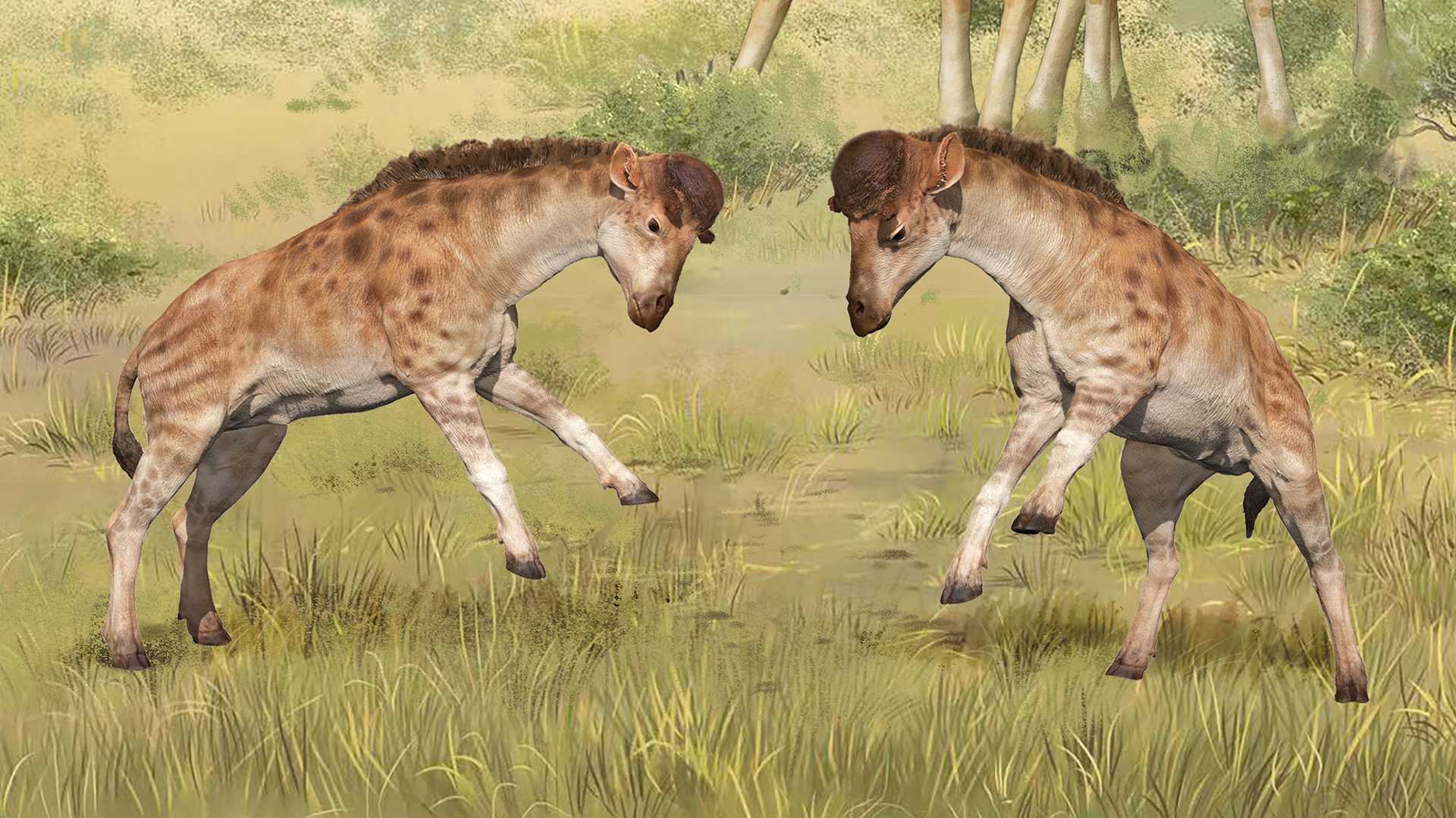 Древние жирафы бодались друг с другом