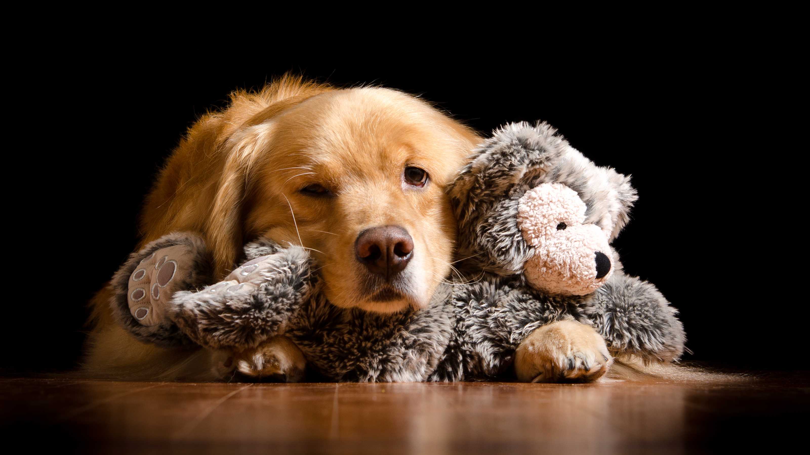Ученые узнали, как собаки воспринимают свои игрушки