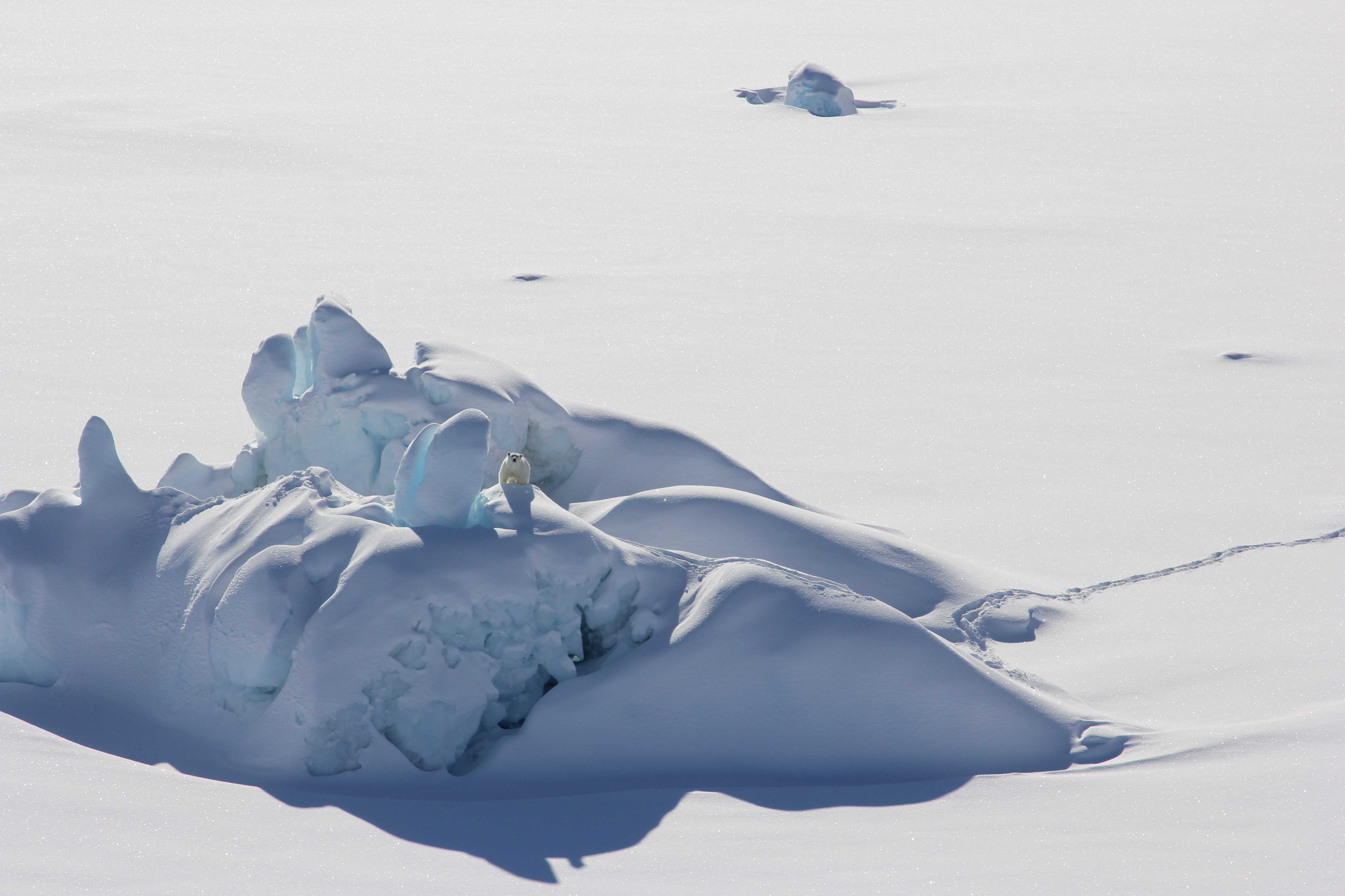 В Гренландии белые медведи научились выживать на леднике