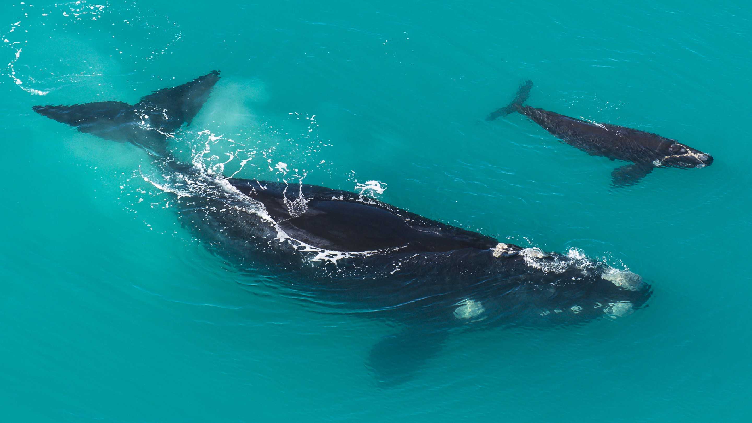 Ученые выяснили, почему киты предпочитают рожать детенышей на мелководье
