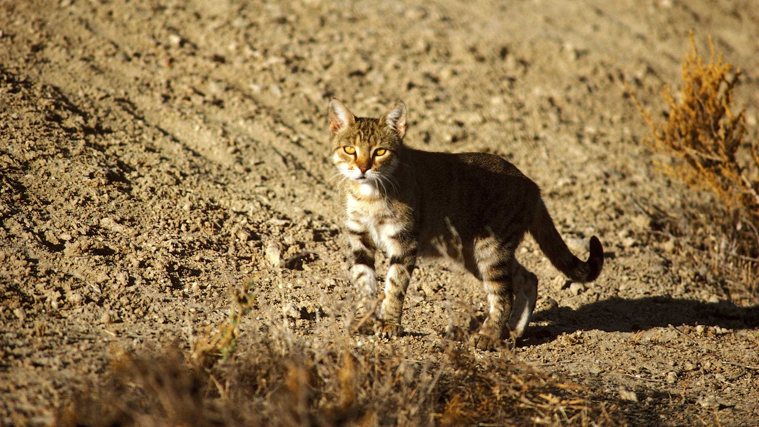 Одичавшие домашние кошки приближают вымирание редчайшего сумчатого зверька