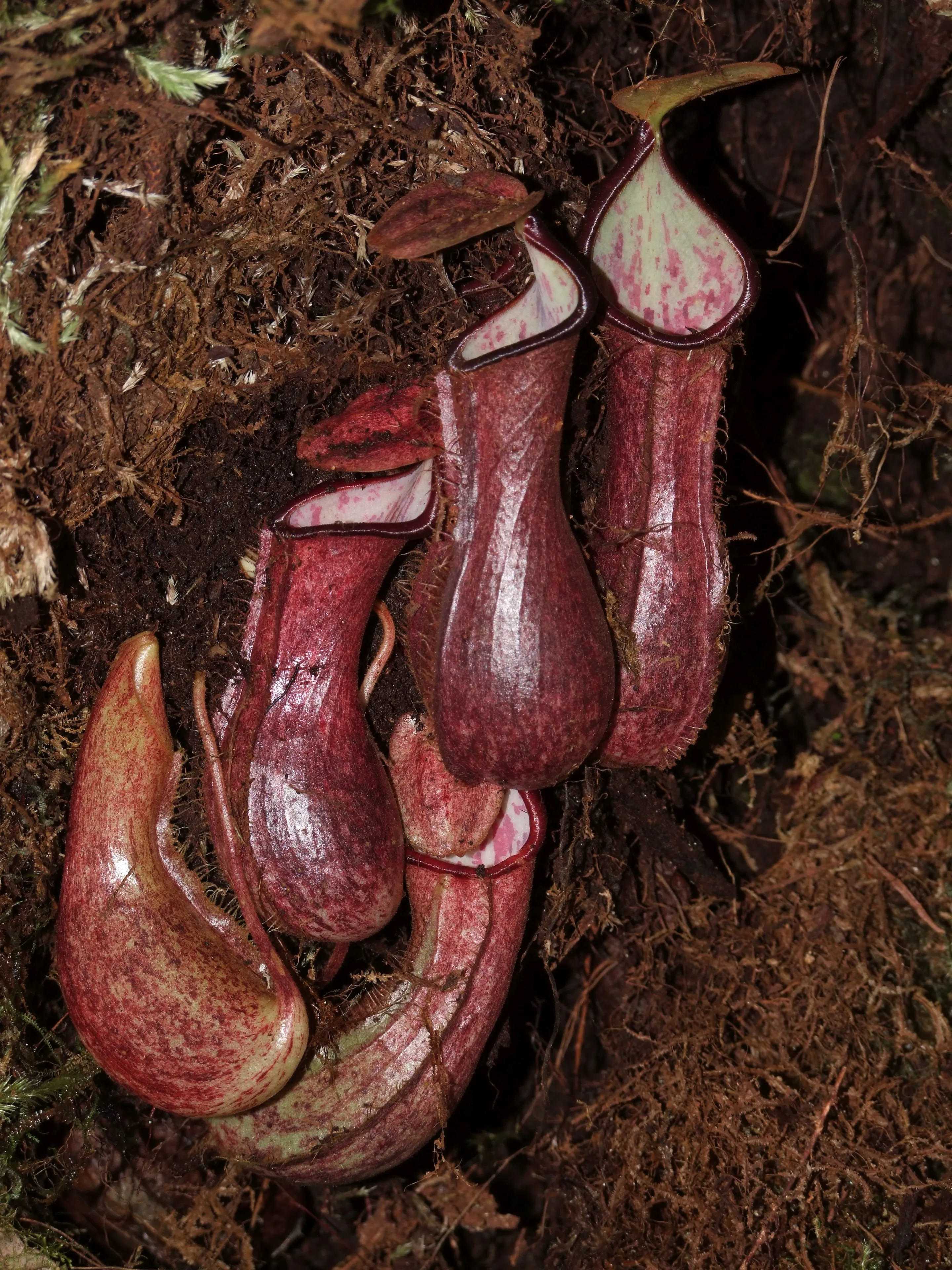 Биологи открыли подземное хищное растение - плотоядный непентес Nepenthes pudica