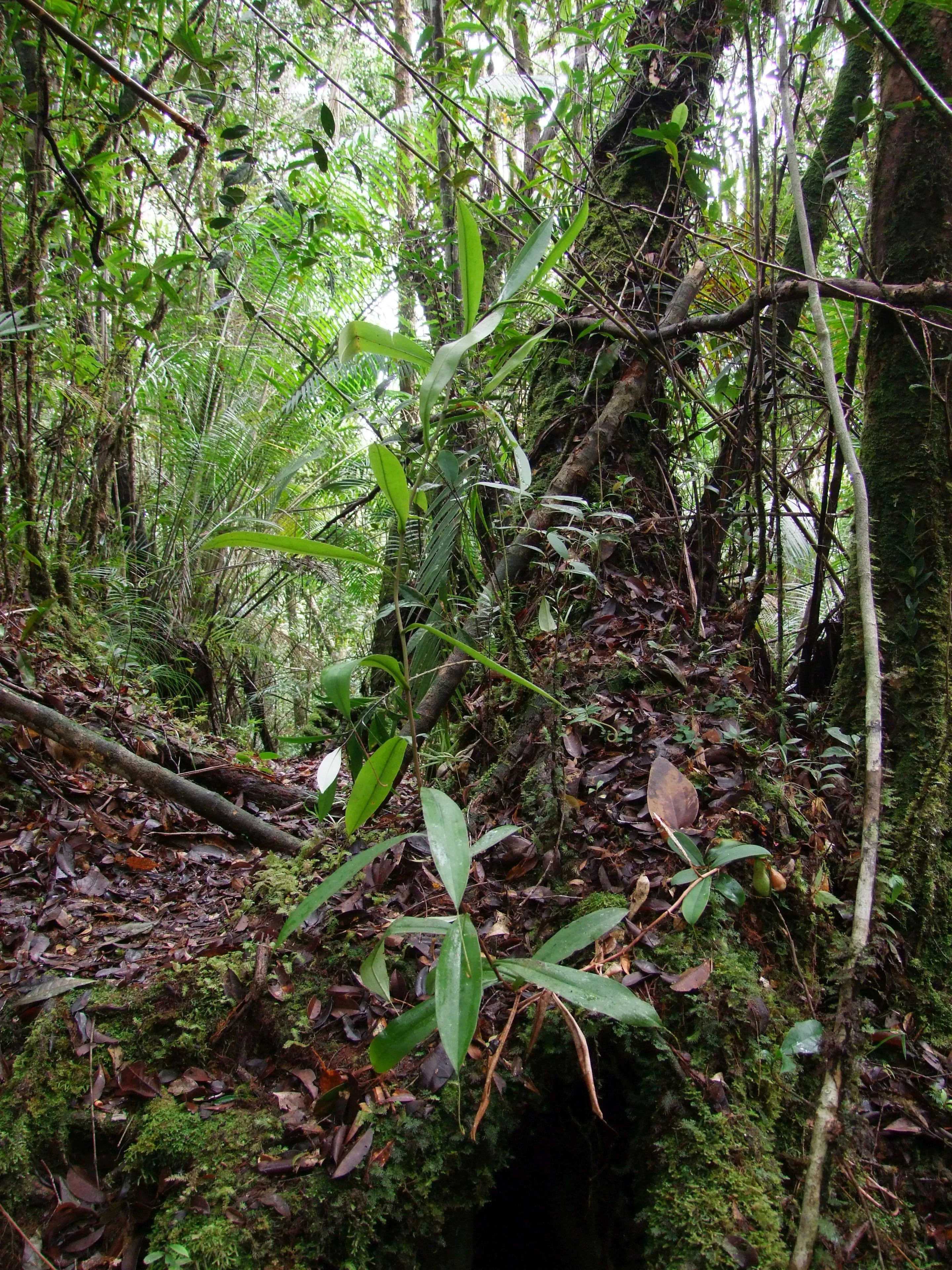 Биологи открыли подземное хищное растение - плотоядный непентес Nepenthes pudica