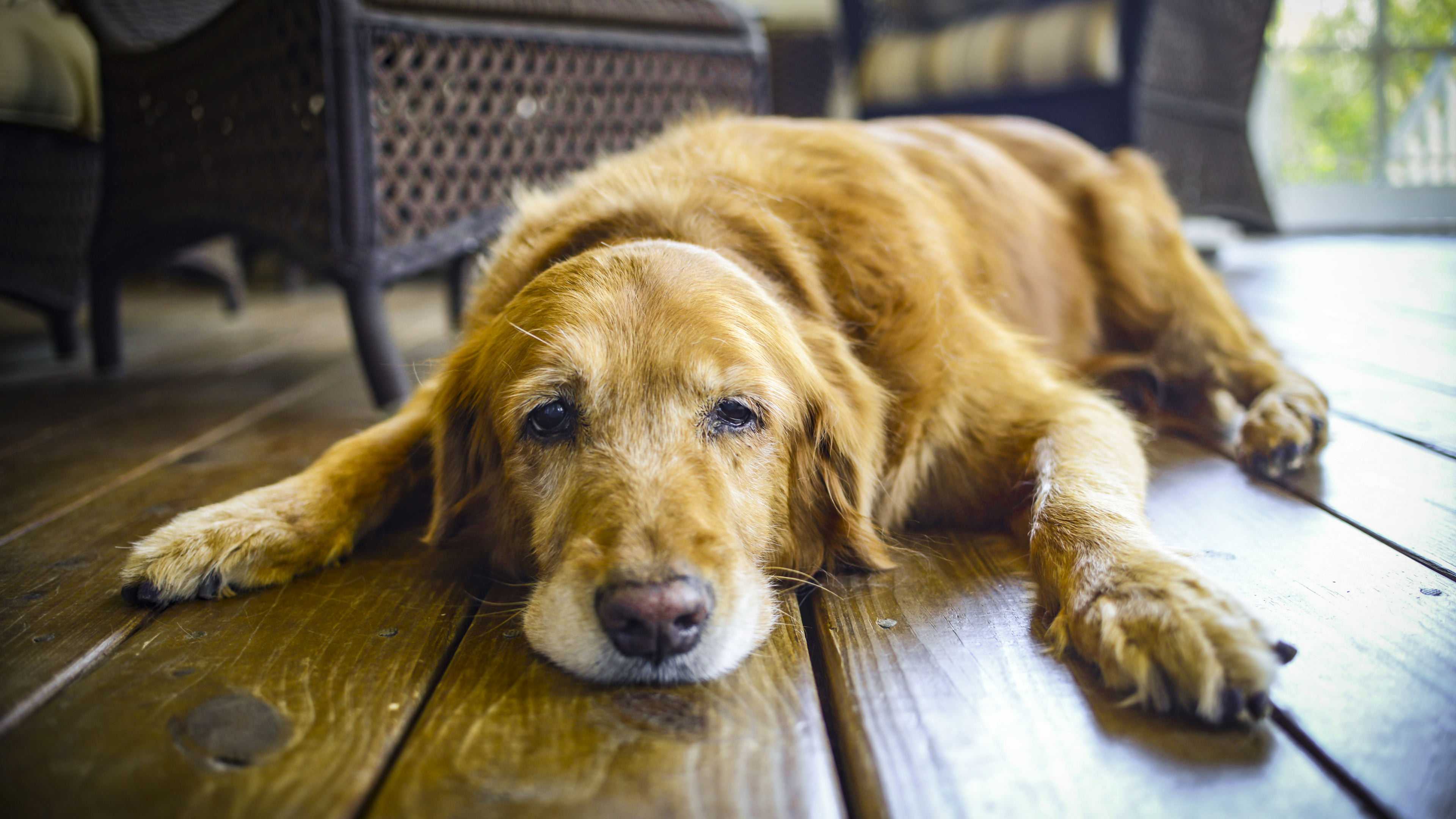 Поможет ли когнитивная дисфункция собак добраться до истинной причины возникновения болезни Альцгеймера?
