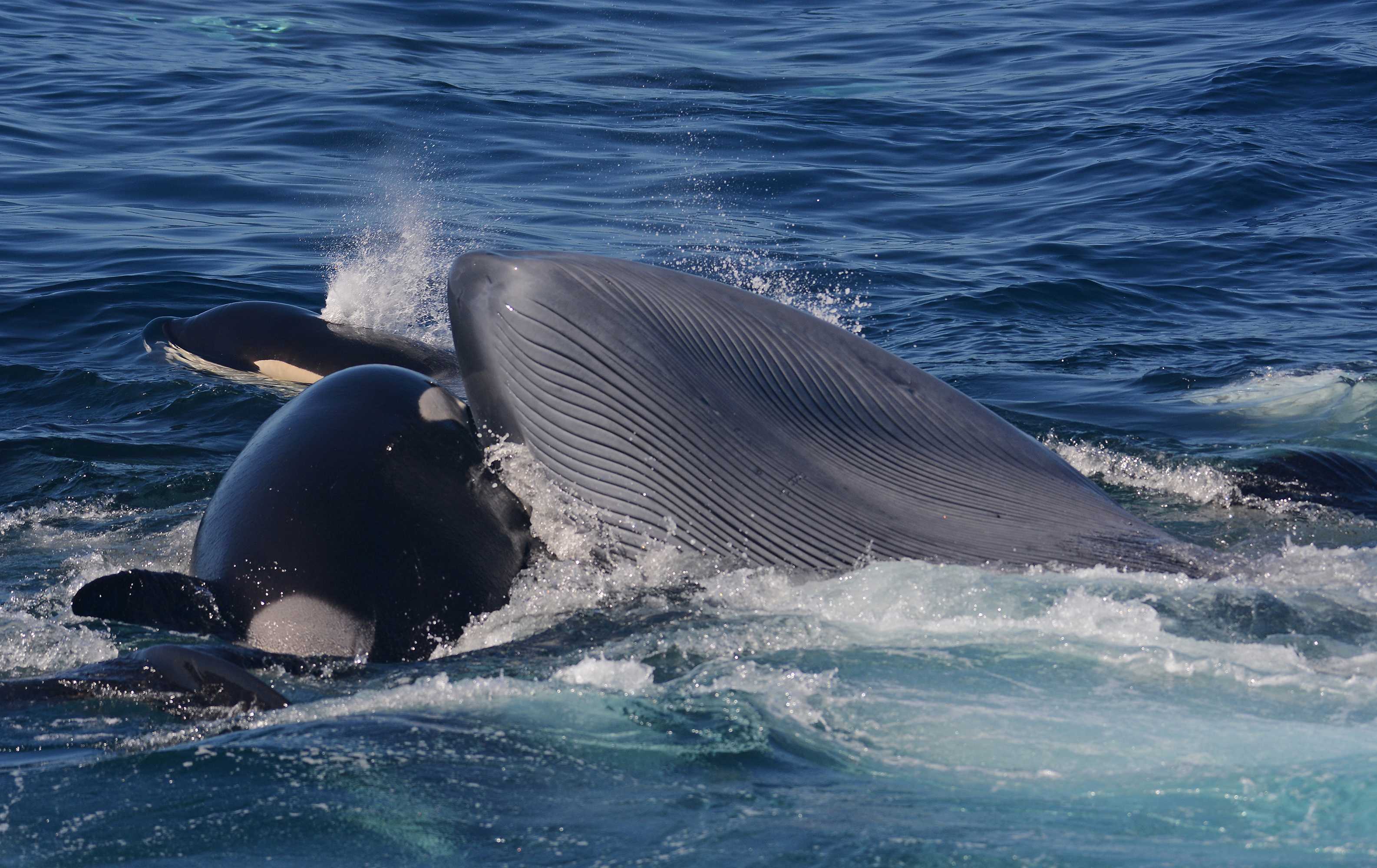 Ученые выяснили, почему киты предпочитают рожать детенышей на мелководье