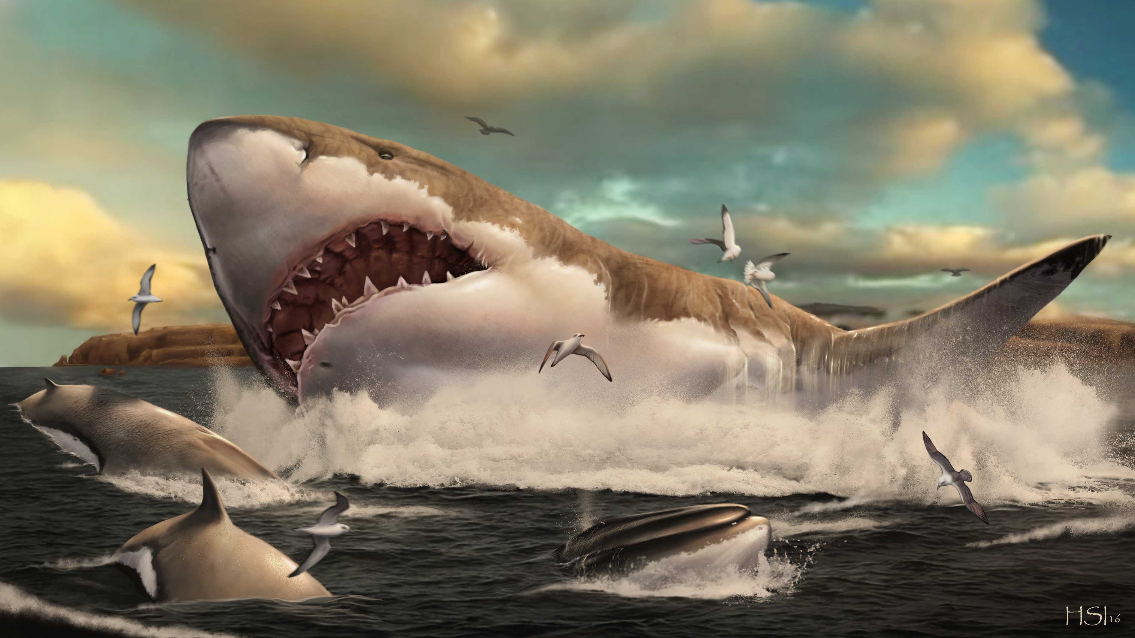 Белые акулы довели мегалодонов до вымирания