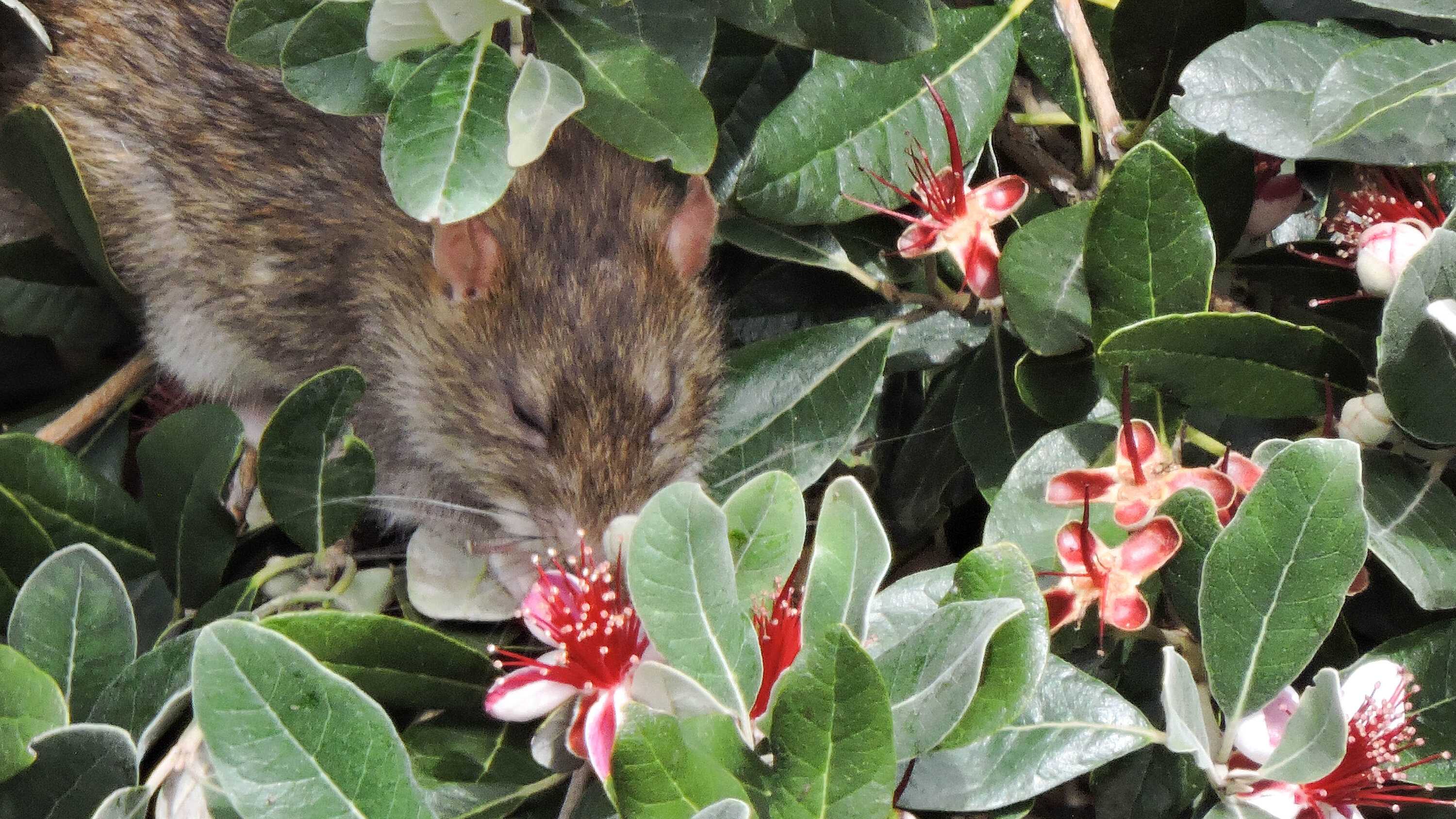 Крысы начали опылять цветки фейхоа