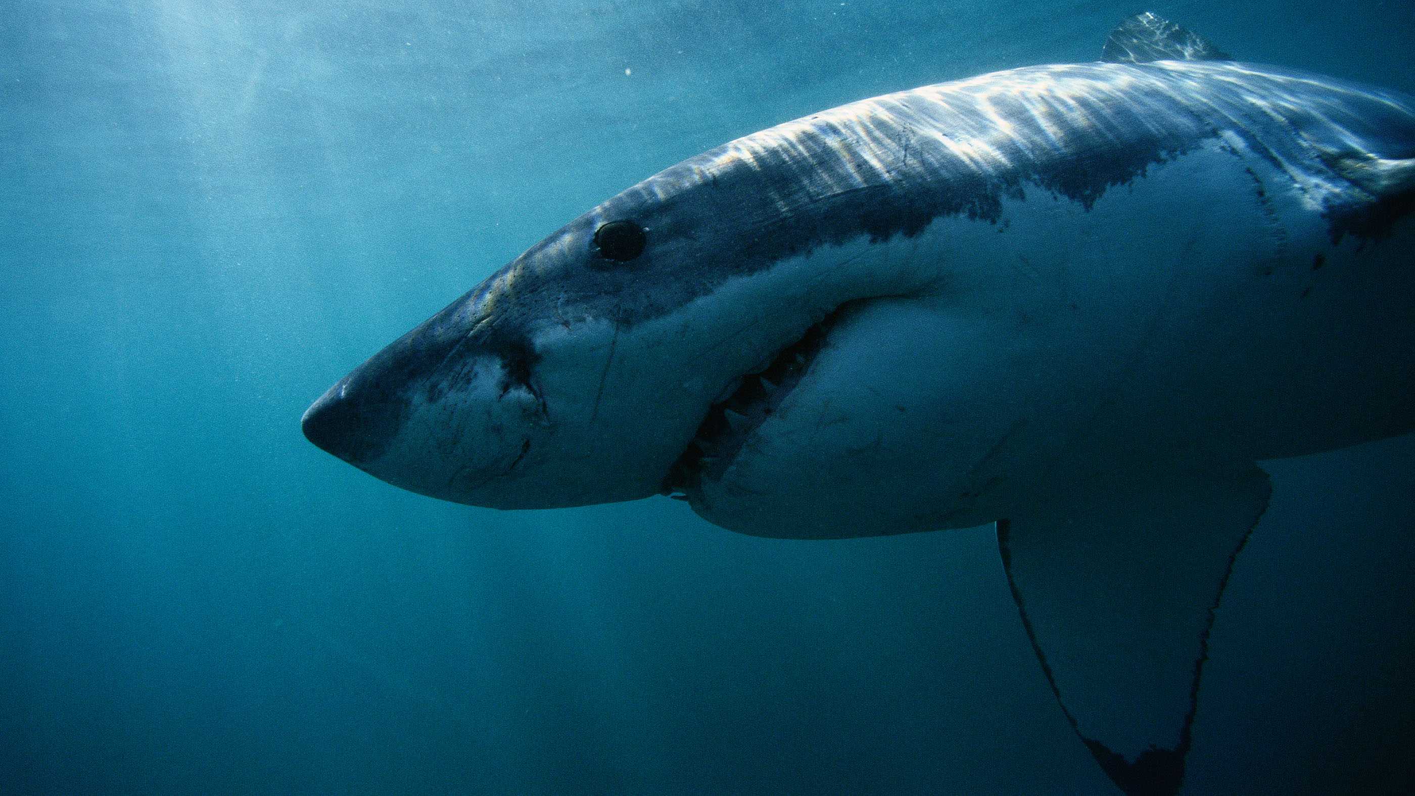 К тигровой акуле прикрепили камеру, чтобы проследить за ее охотой на черепах