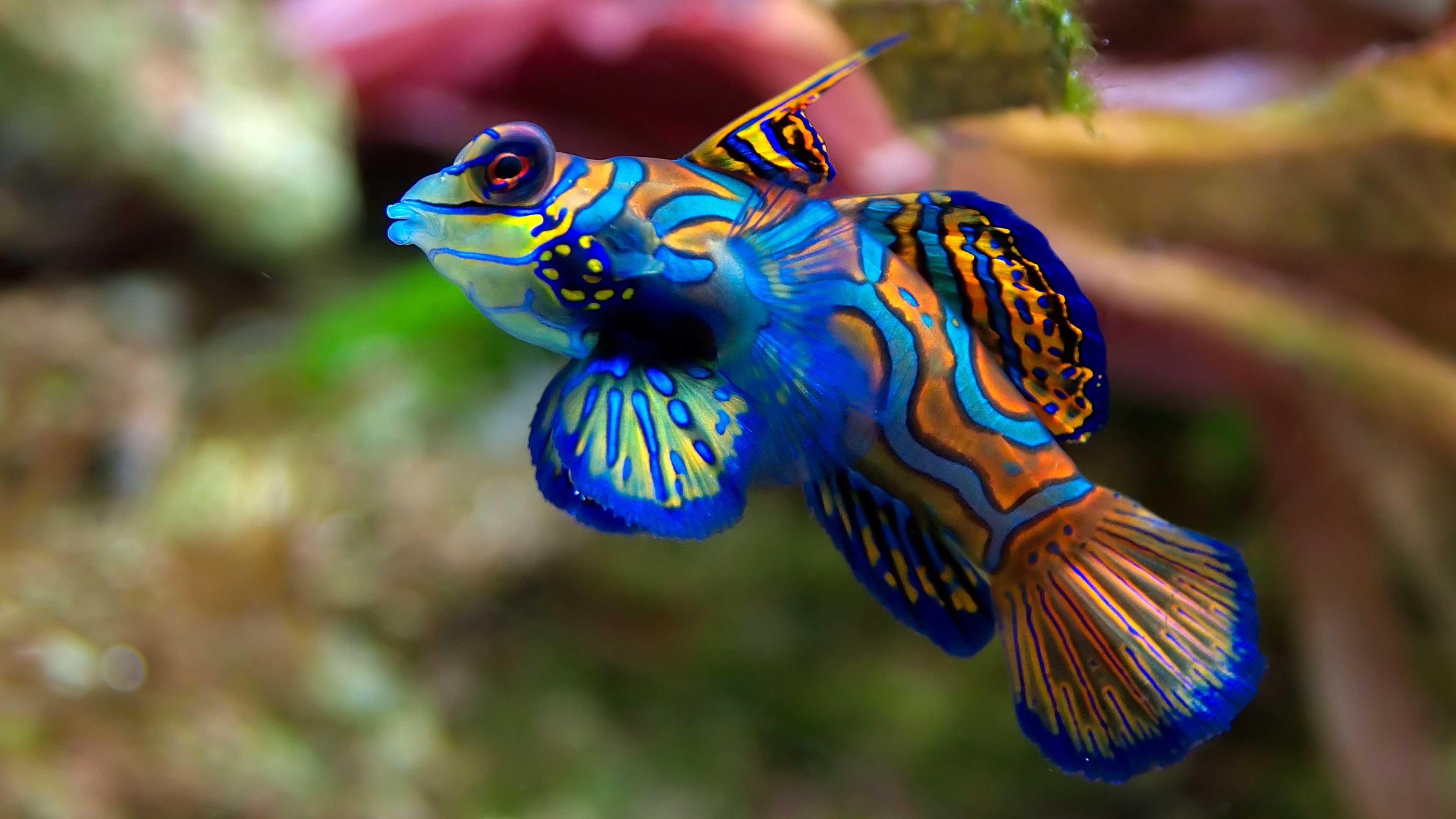 «Красивые» рифовые рыбки менее всего нуждаются в охране