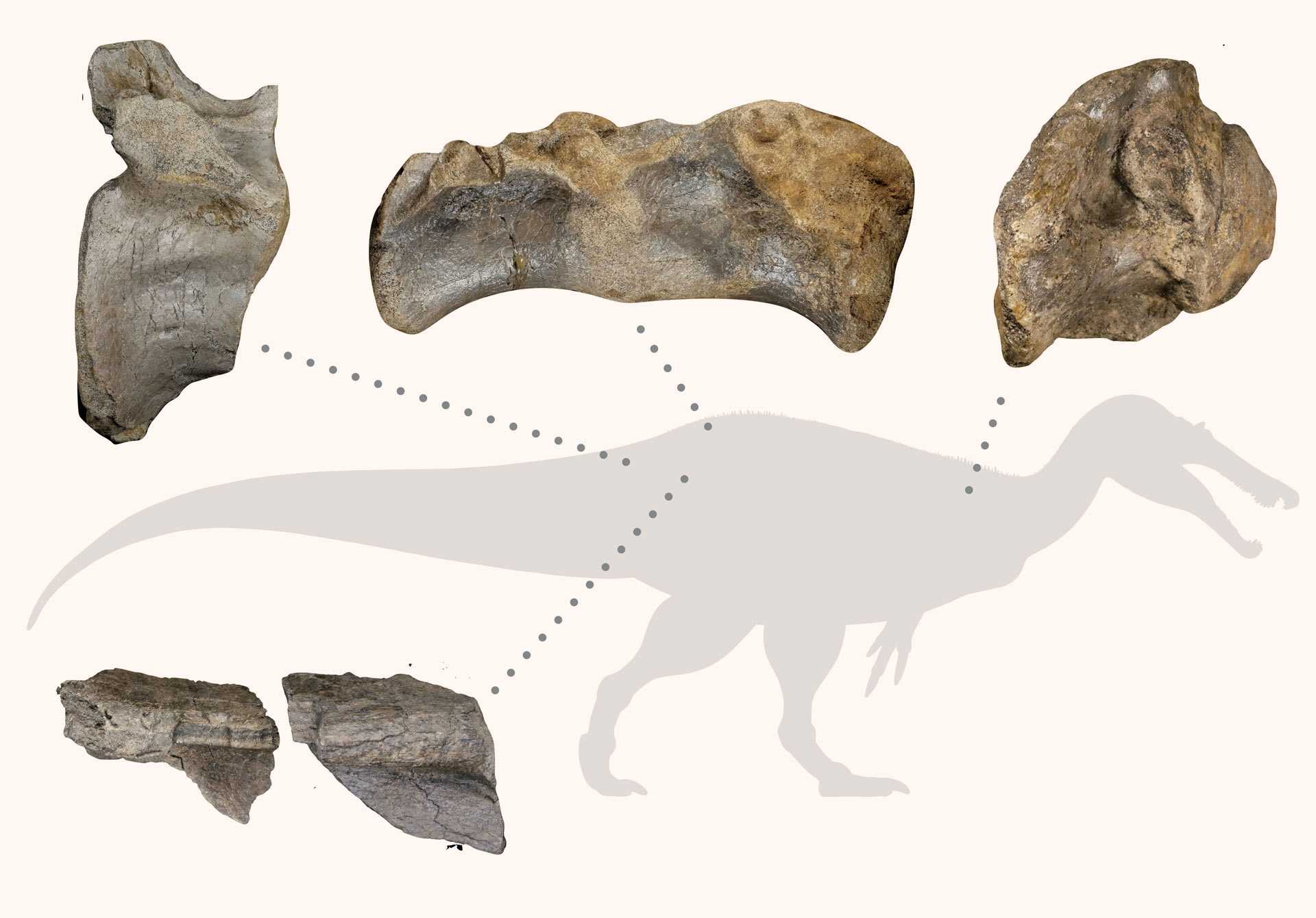 Спинозаврид с острова Уайт оказался одним из самых крупных хищных динозавров Европы