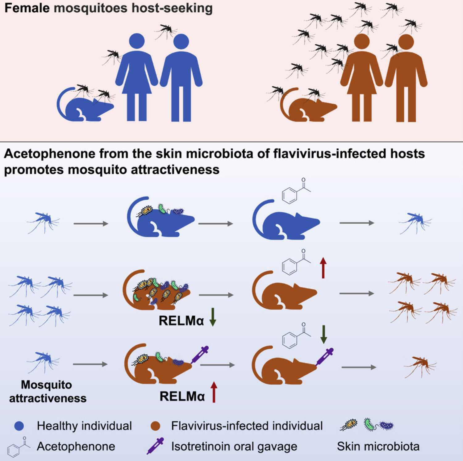 Вирусы заставили мышей привлечь комаров-переносчиков запахом черемухи