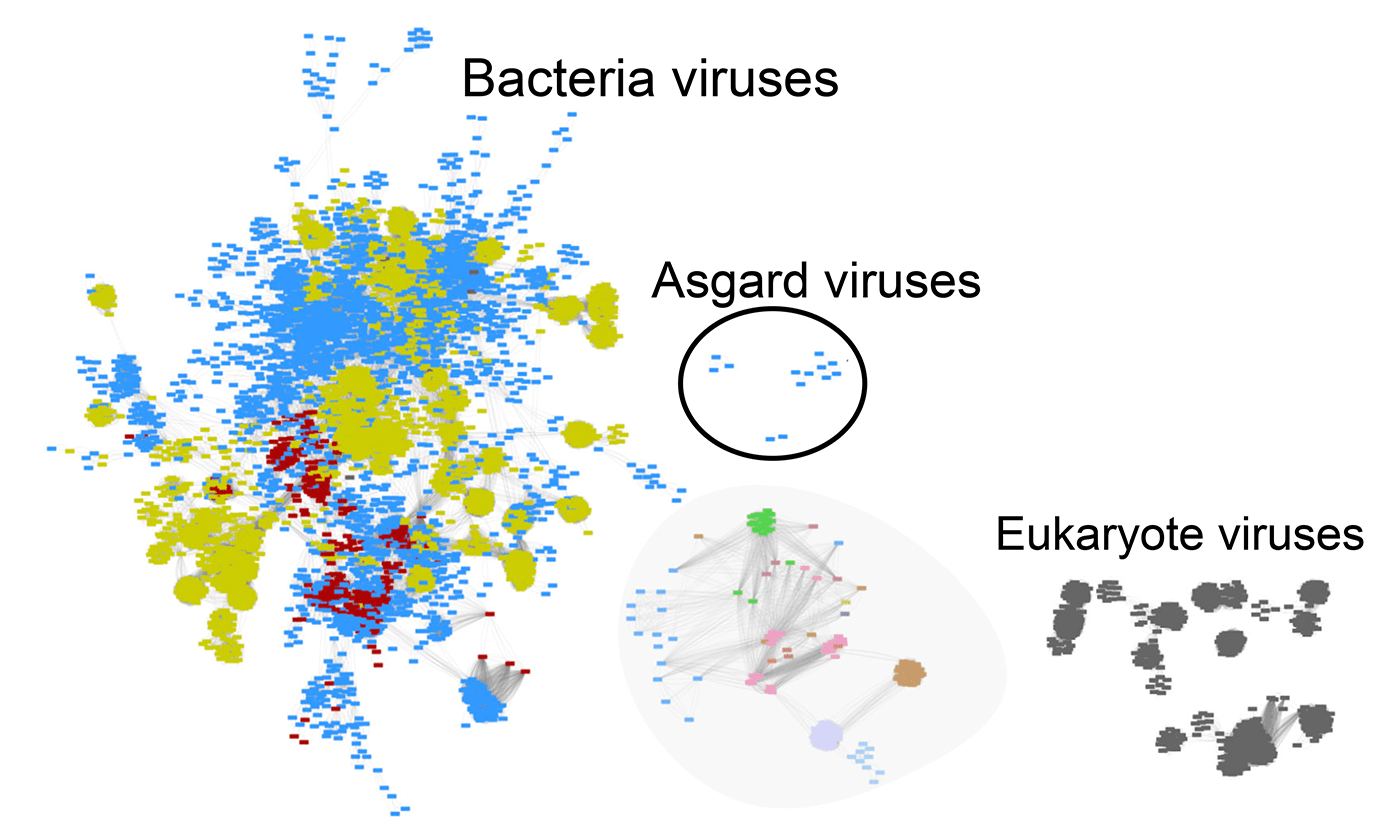 У асгардских микробов нашлись собственные вирусы