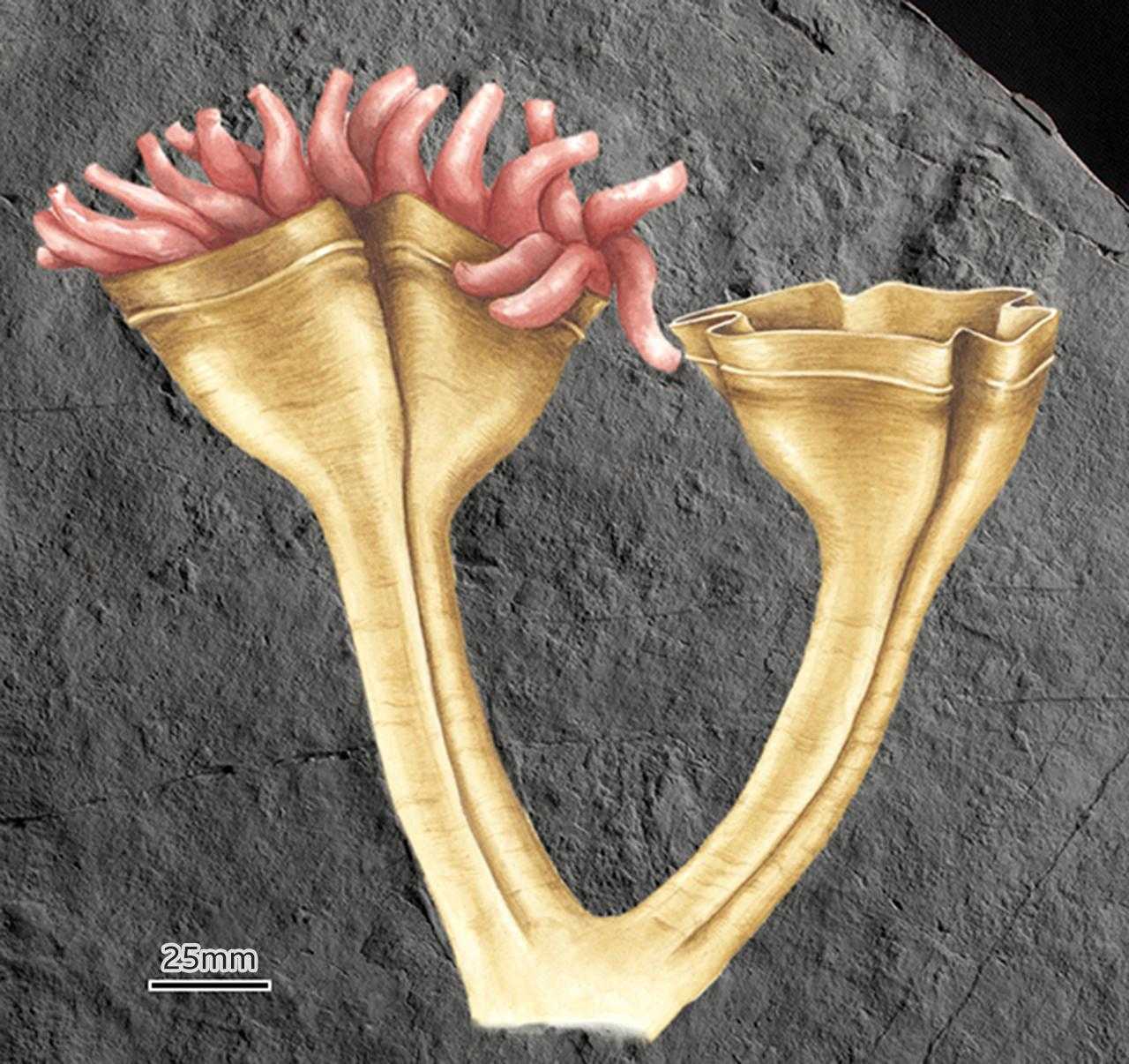 Обнаружен докембрийский предок современных медуз и кораллов