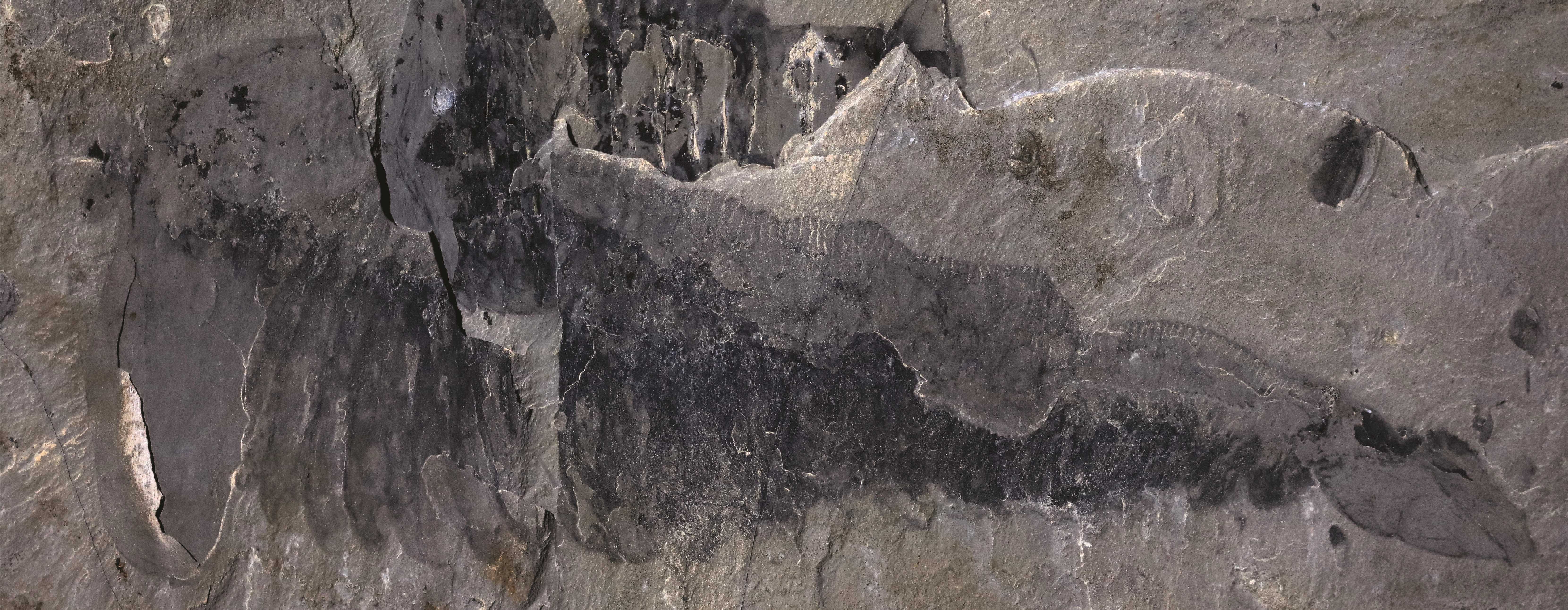 В Канаде нашли окаменелости кембрийского членистоногого с 220 конечностями