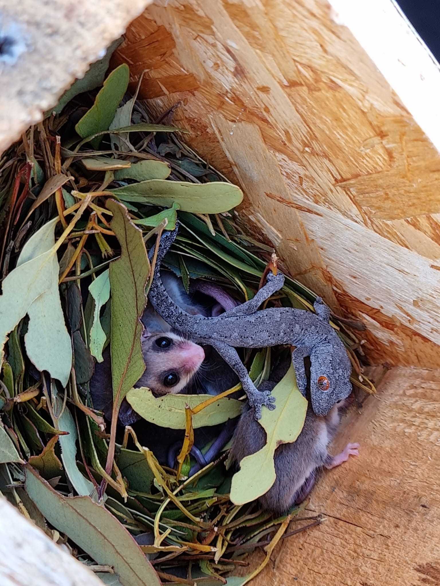 Нехватка дупел в австралийском заповеднике вынудила геккона поселиться в гнезде поссумов