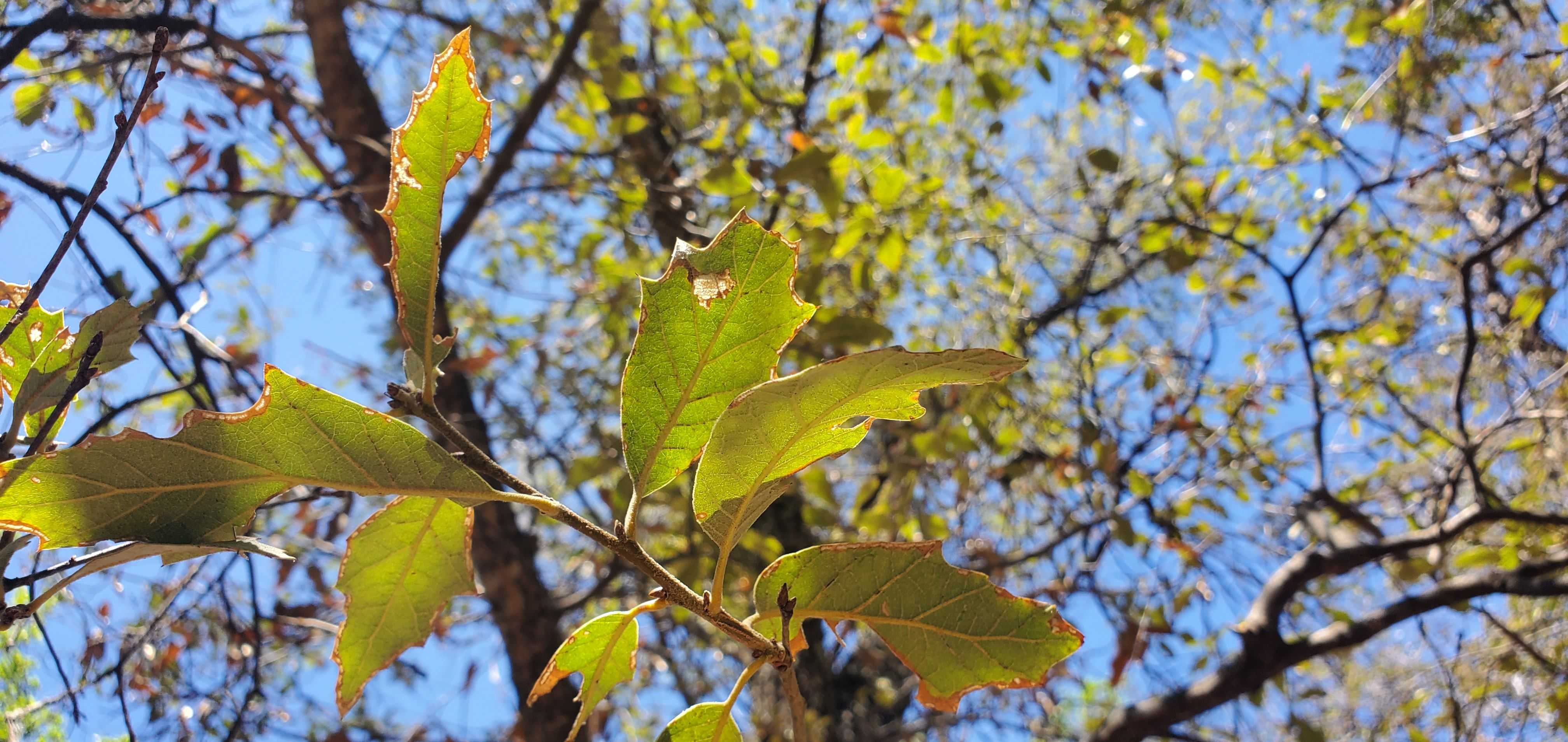 Считавшийся вымершим вид дуба Quercus tardifolia переоткрыли в Техасе