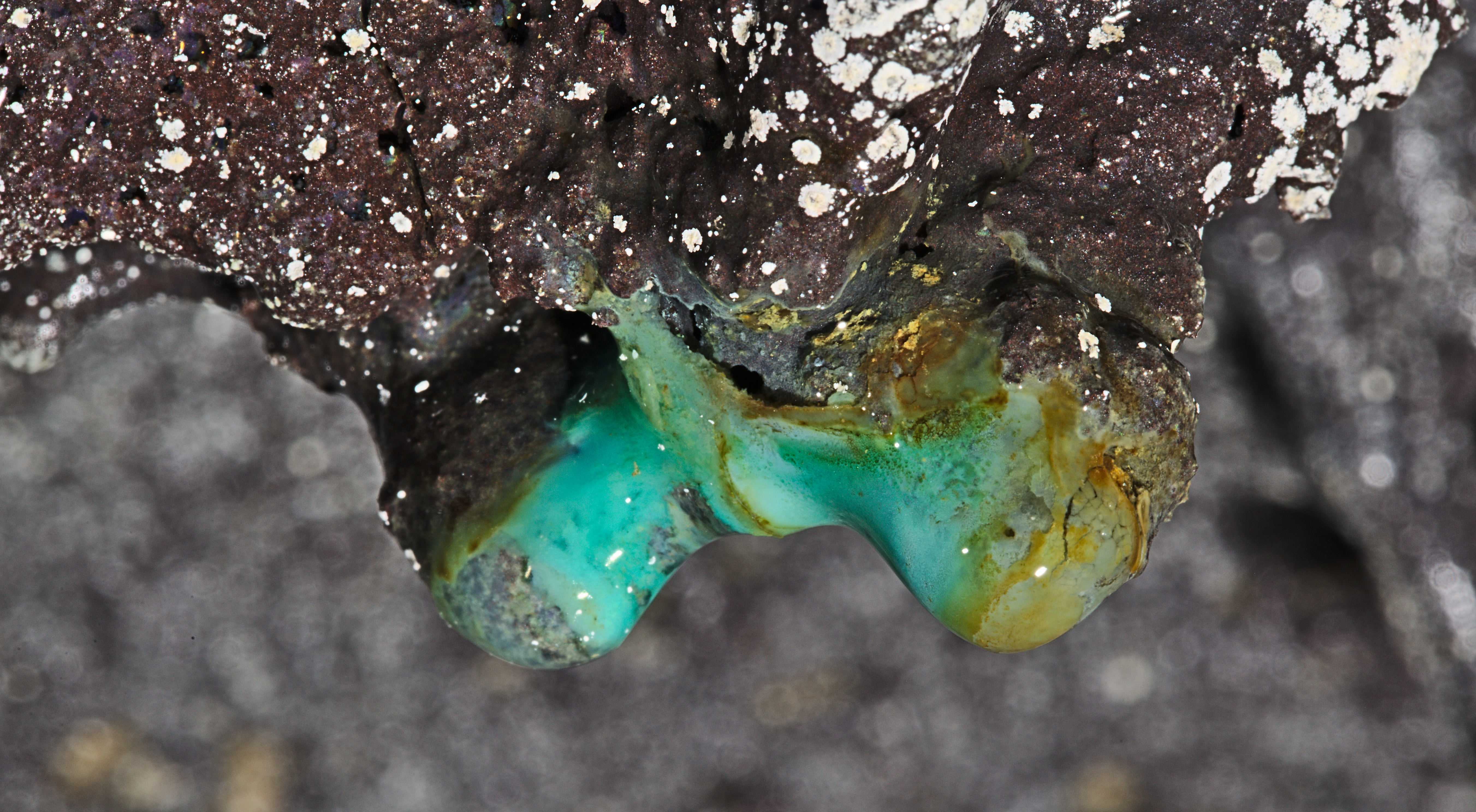 Лавовые пещеры на Гавайях оказались хранилищем неизвестных бактерий