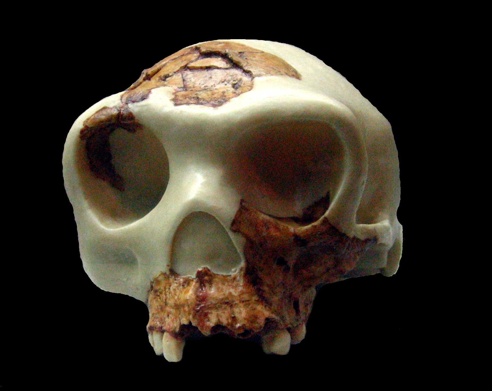 В Испании нашли древнейшие останки Homo в Европе