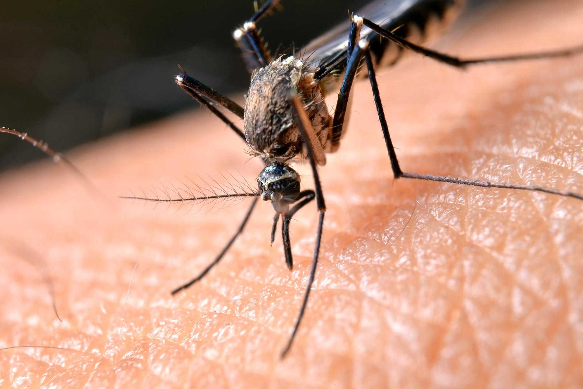 Флавивирусы заставили мышей привлечь комаров-переносчиков запахом черемухи