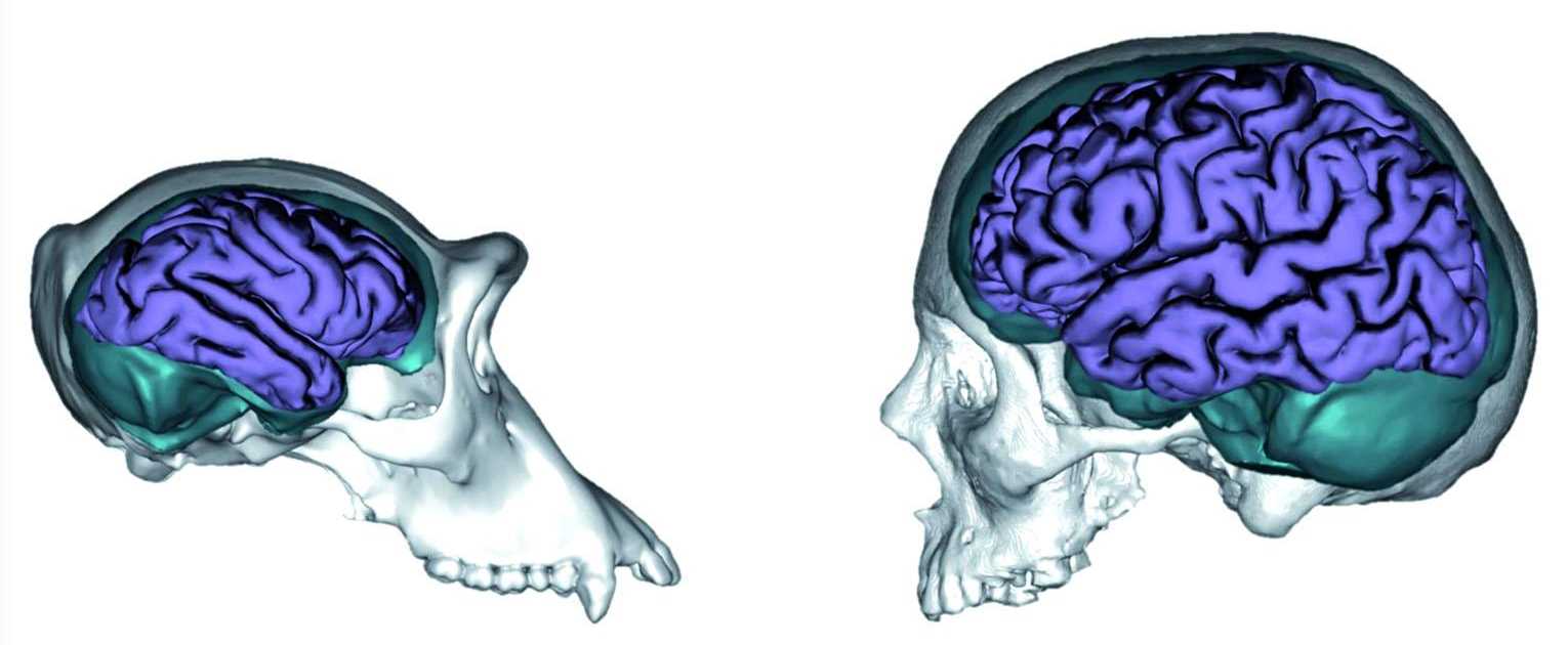 Уникальные для человека связи между областями мозга обеспечивают речевую функцию