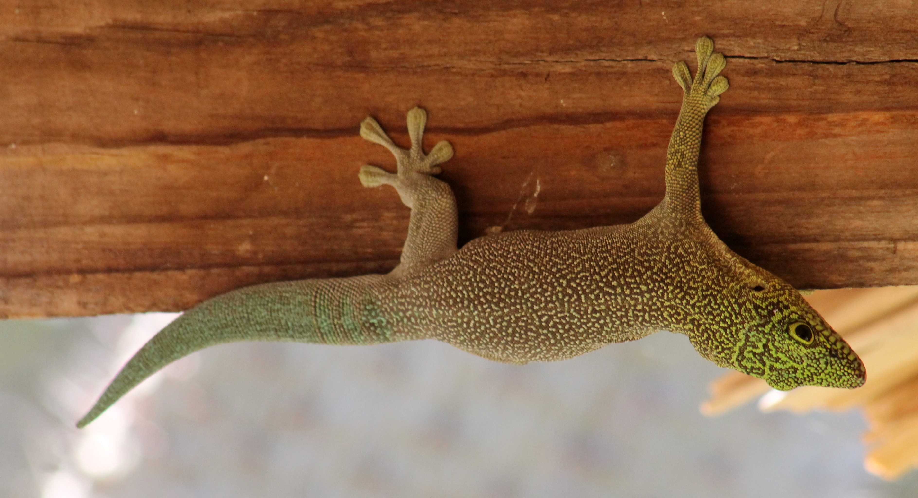 Ученые выяснили, почему гекконы могут бегать даже по мокрым стенам