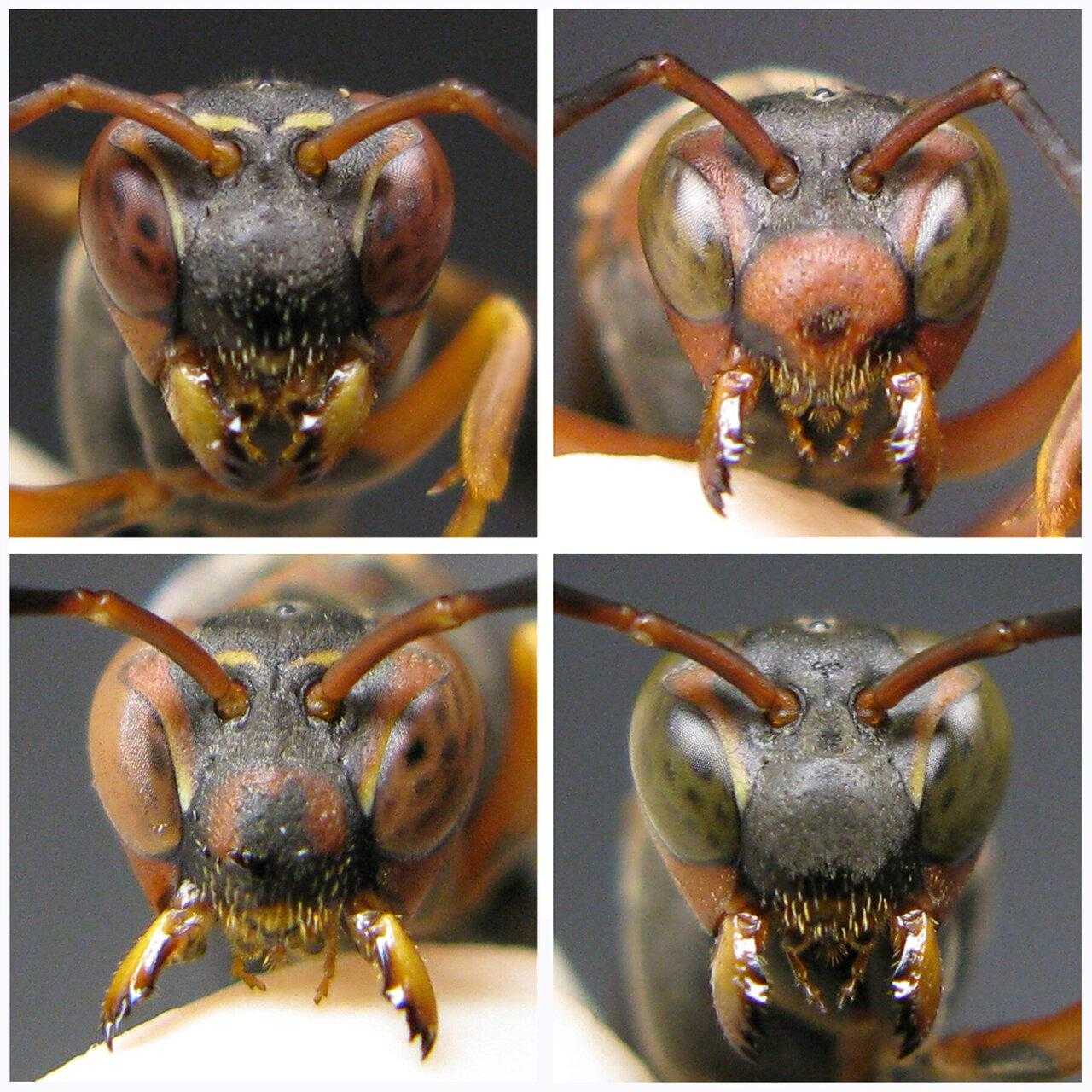Бумажные осы изучают абстрактные концепции