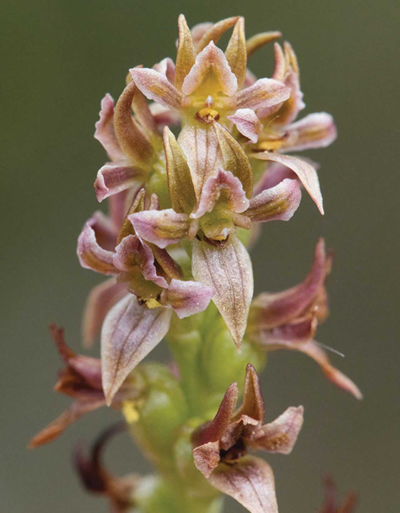 «Вымершая» австралийская орхидея Prasophyllum morganii 22 года скрывалась под другим именем