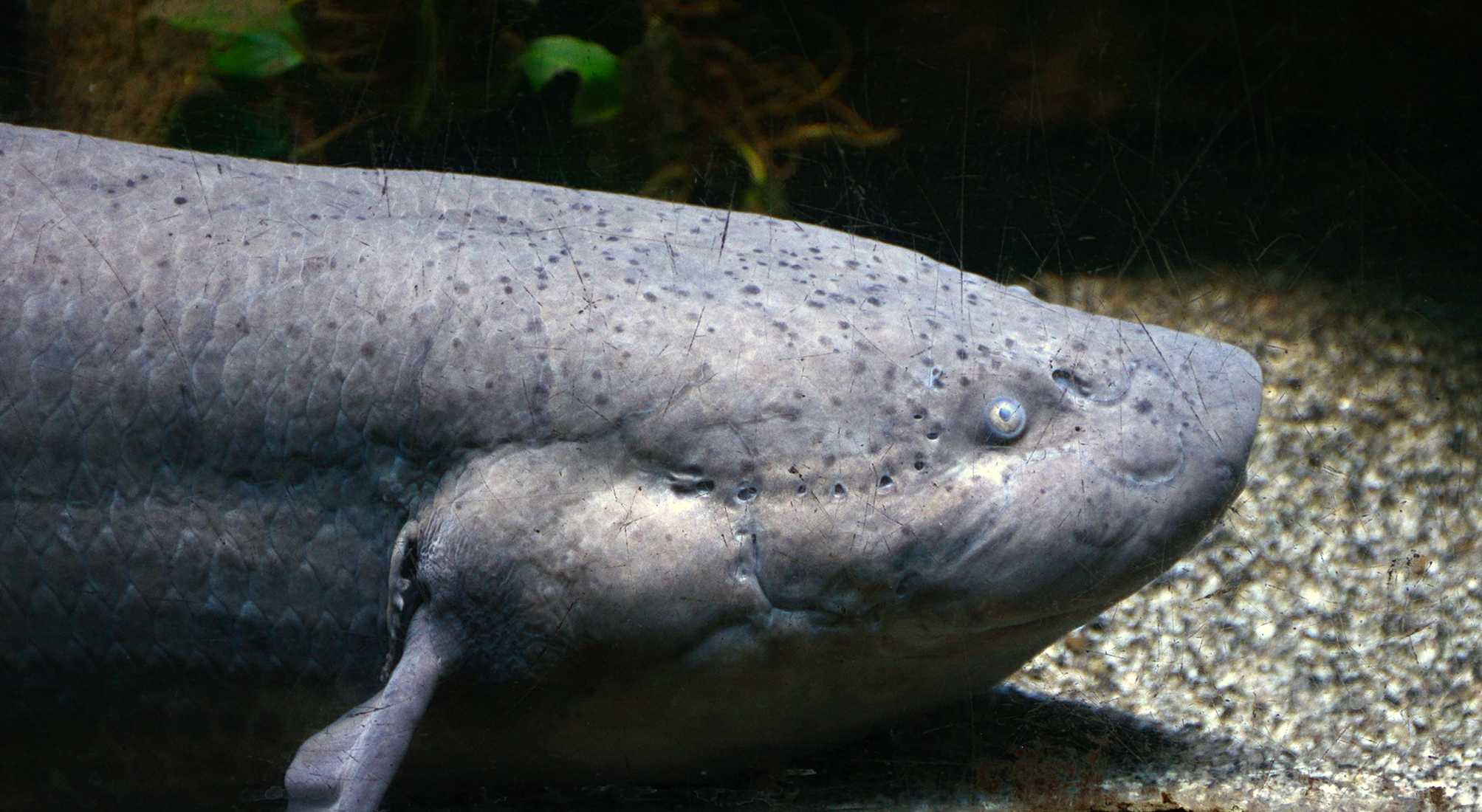 Черепа древних двоякодышащих рыб рассказали об эволюции мозга позвоночных