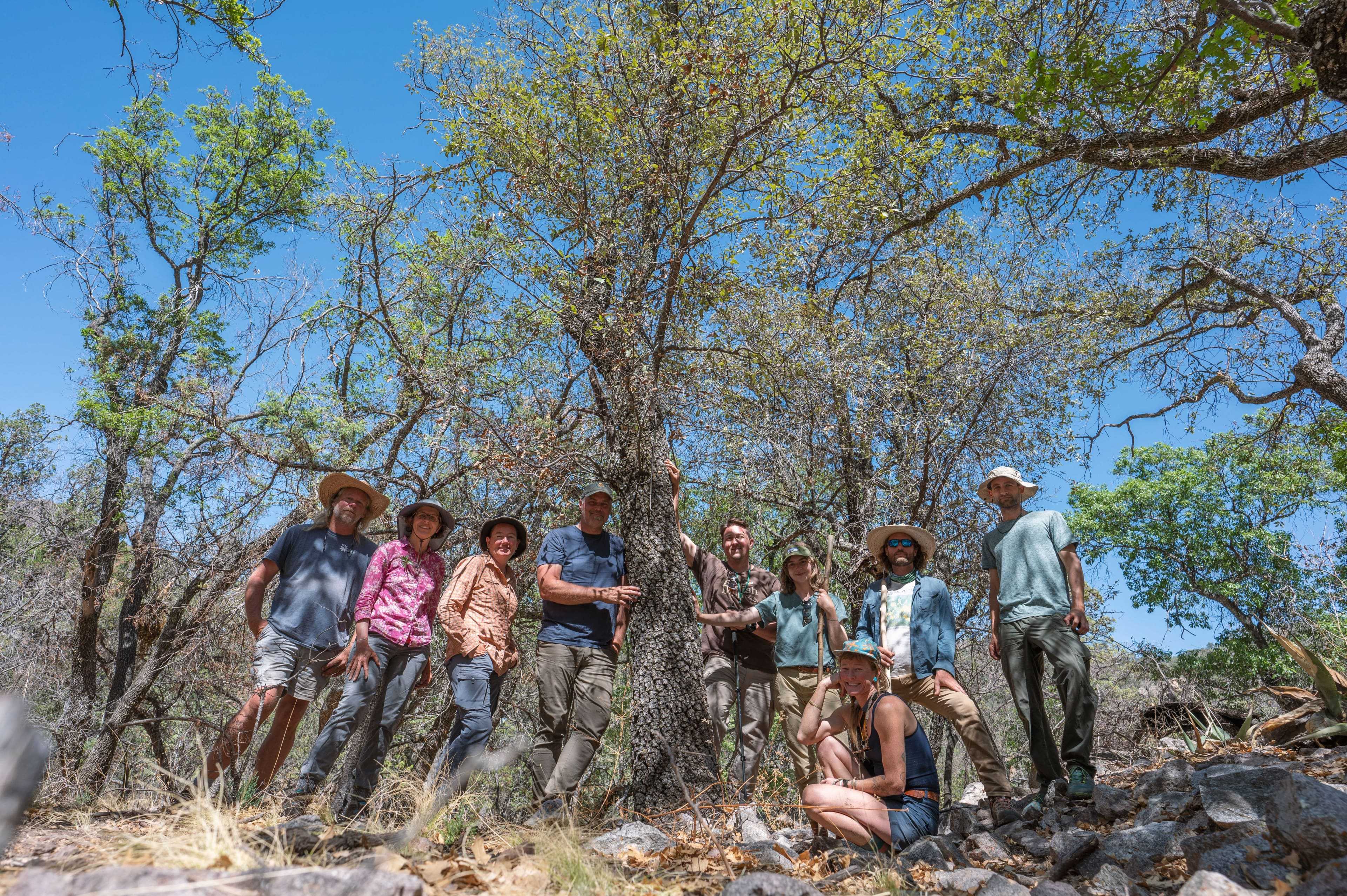 Считавшийся вымершим вид дуба Quercus tardifolia переоткрыли в Техасе