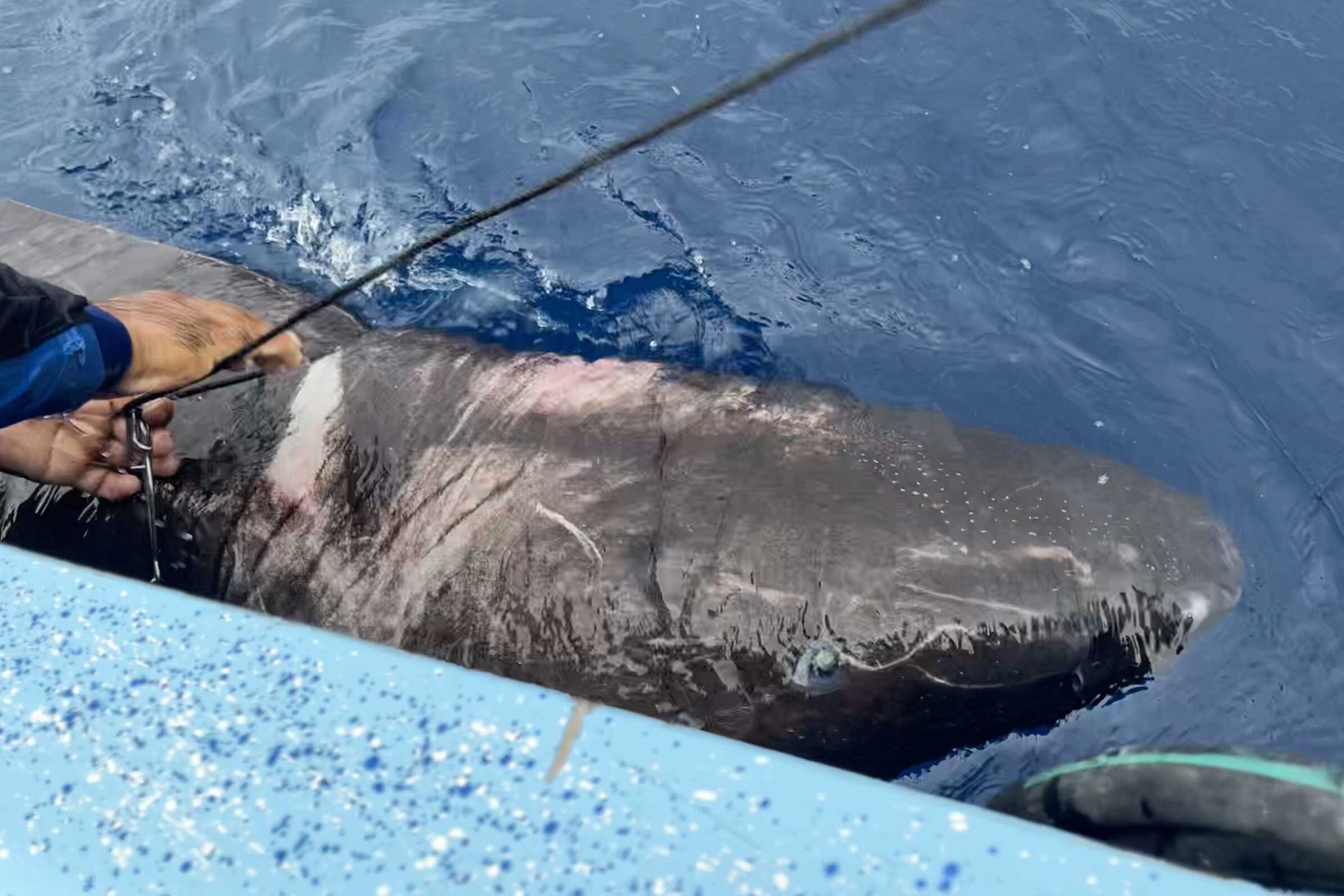 Полярную акулу обнаружили в Карибском море