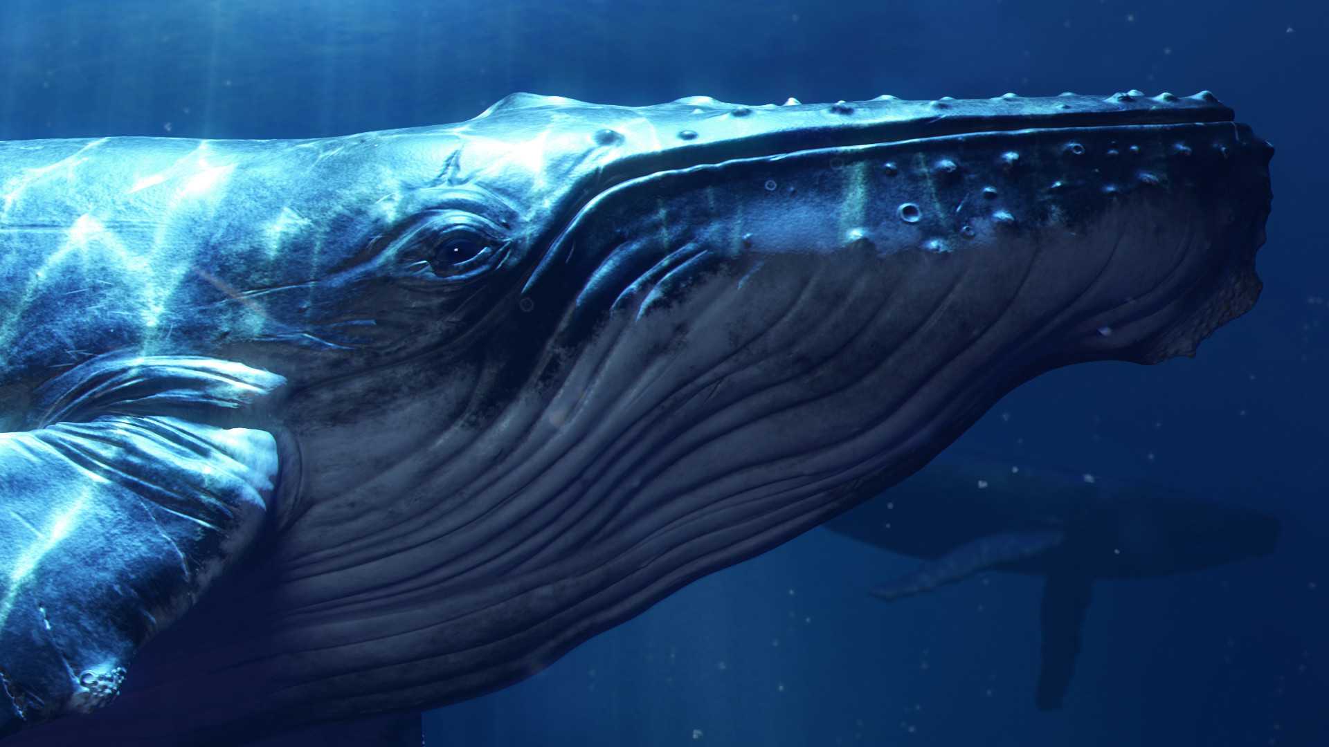 Сухопутные предки китов уже были отличными ныряльщиками