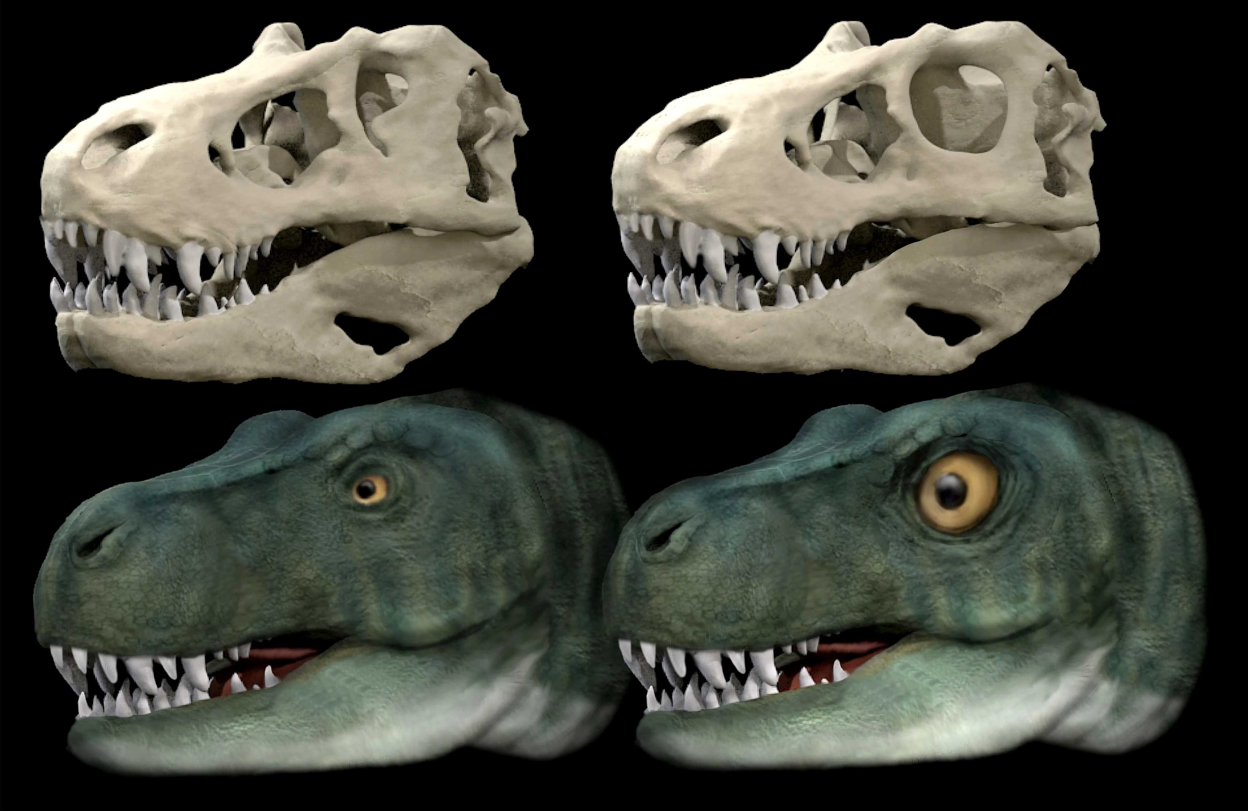 Форма глазниц хищных динозавров изменялась ради повышения эффективности укуса