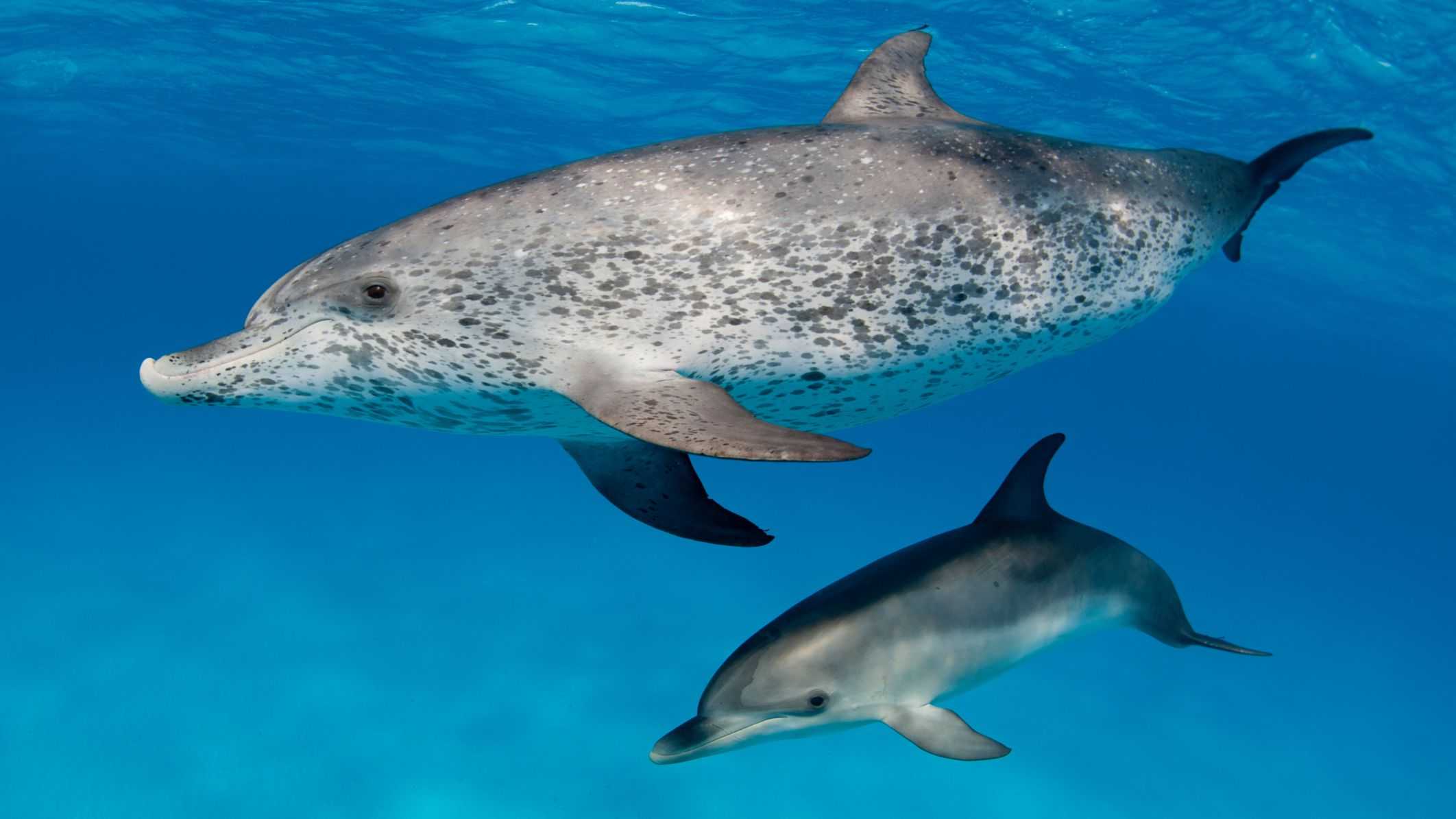 Дельфины дружелюбны к чужакам