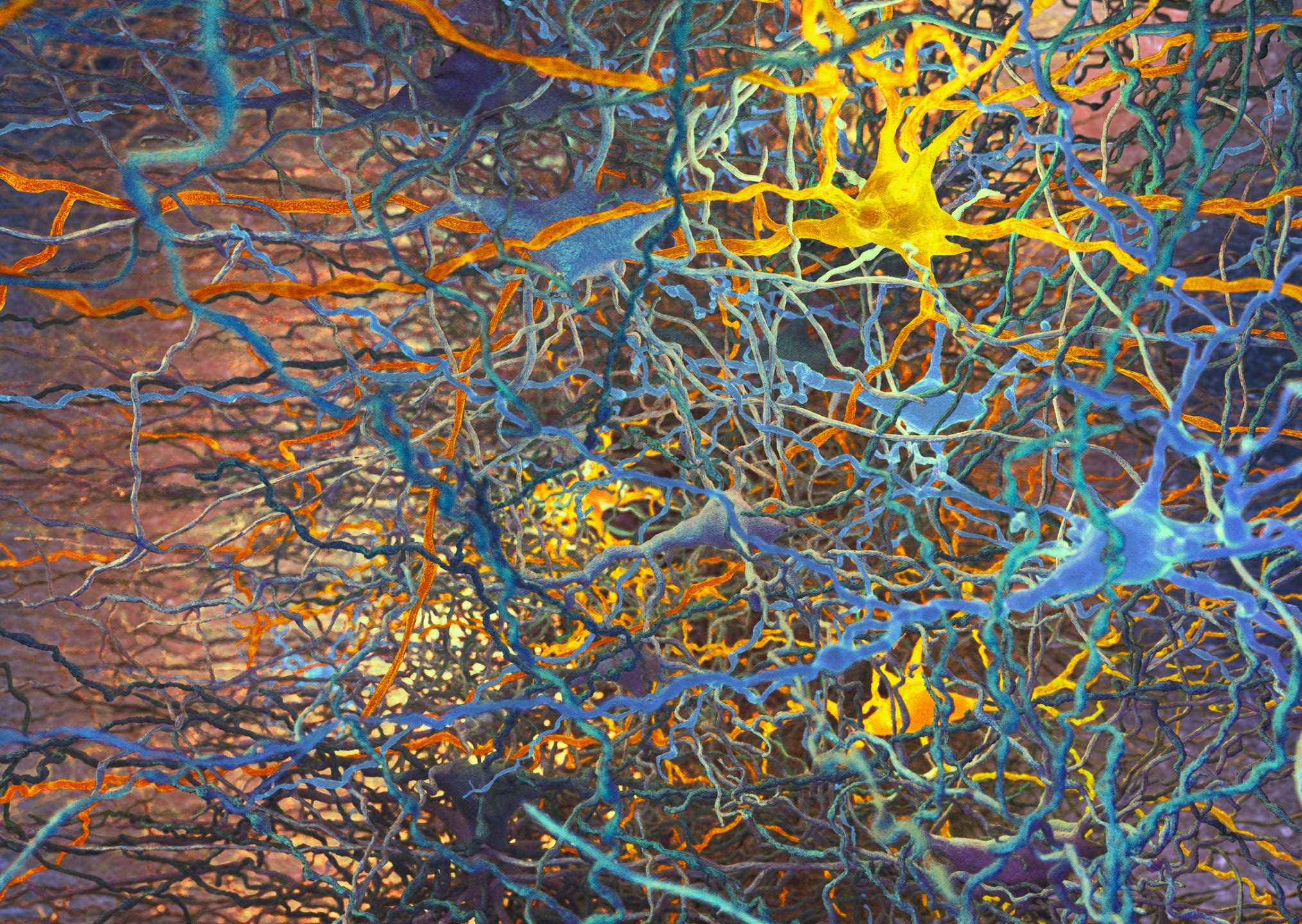 Мозг людей и кошек оказался схож по одному из типов нейронов