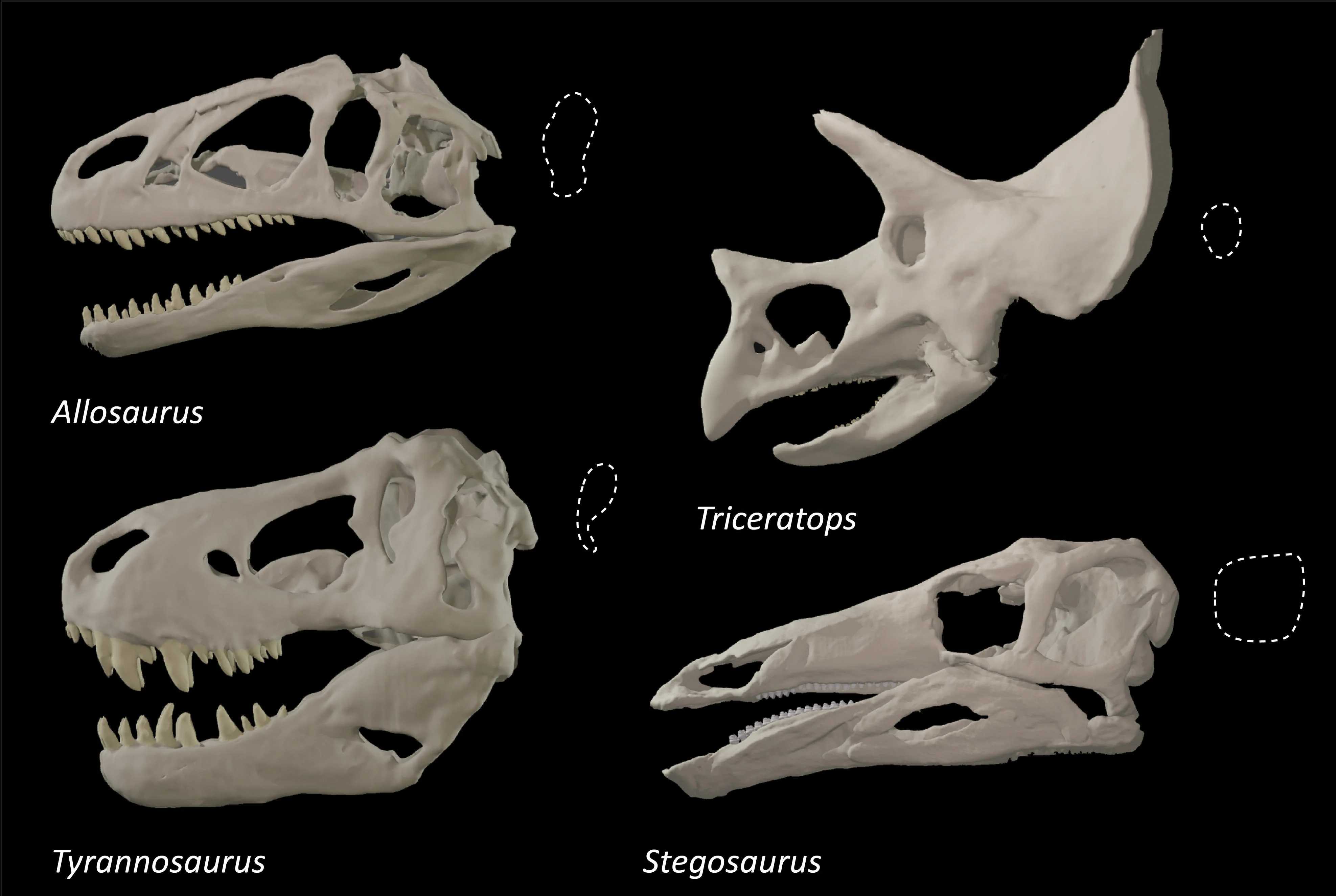 Форма глазниц хищных динозавров изменялась ради повышения эффективности укуса