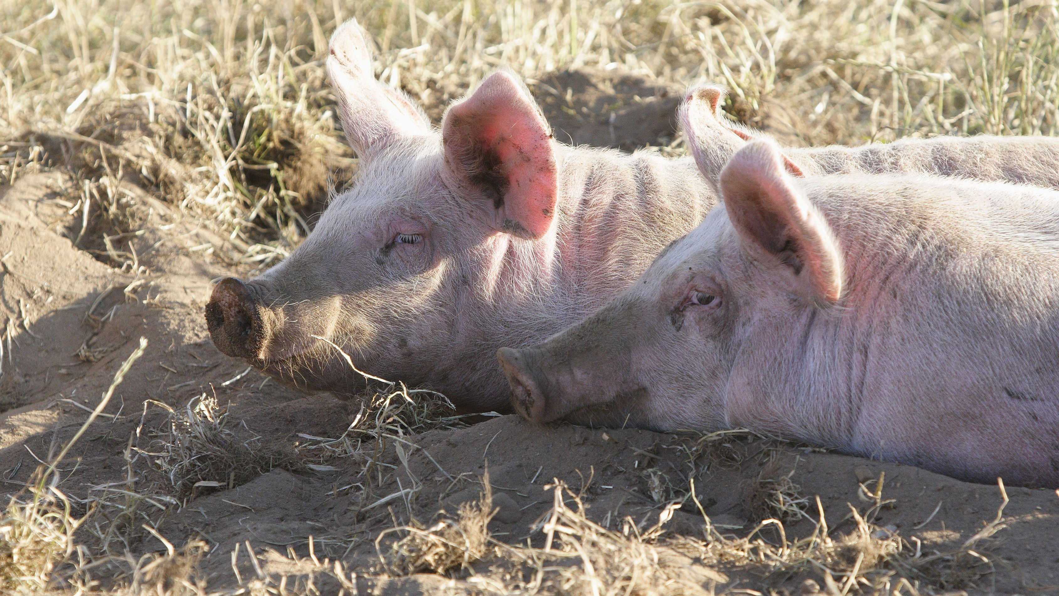 Свиньям восстановили функции органов через час после смерти