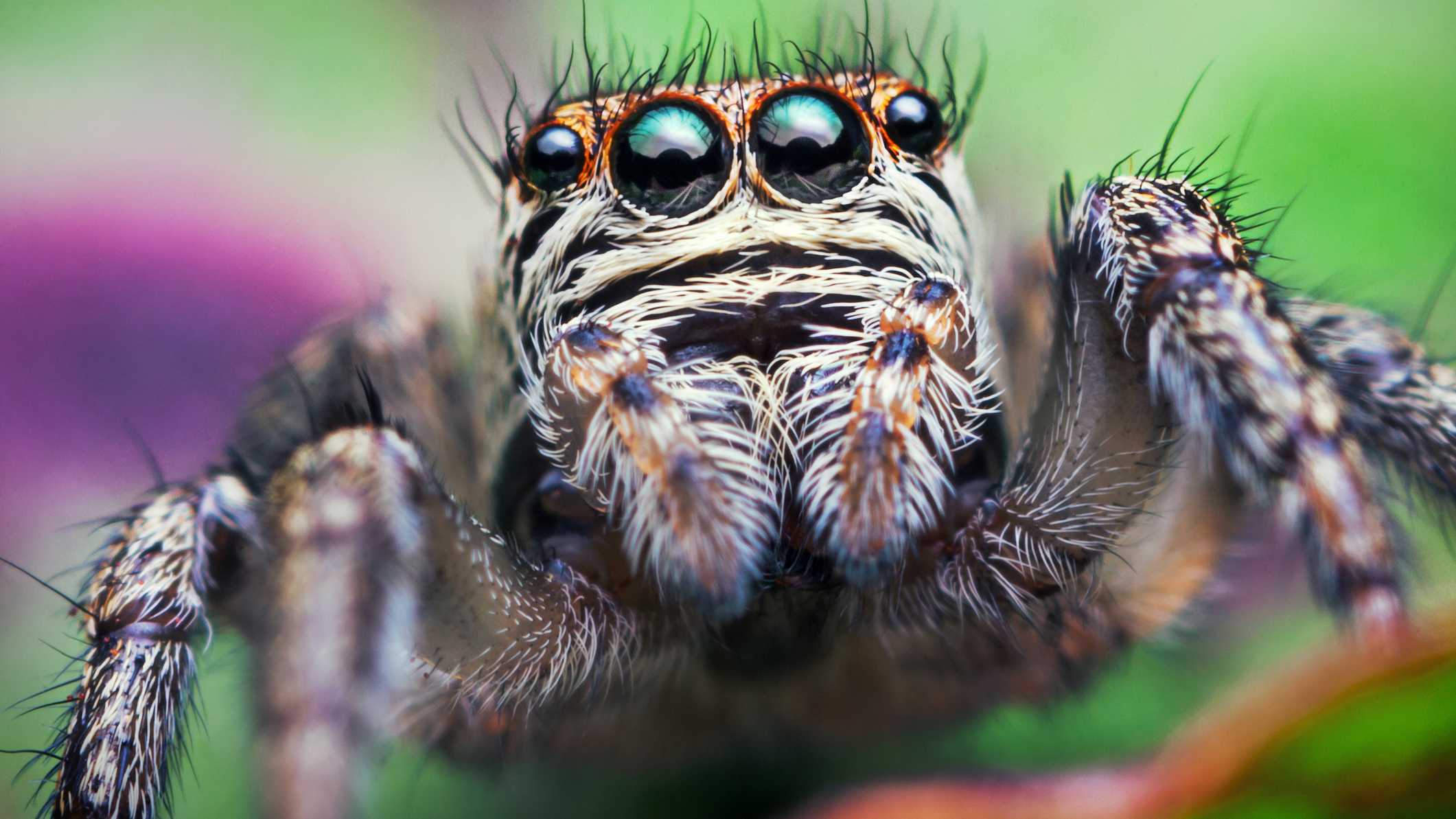 Ученые впервые увидели, как дремлют пауки