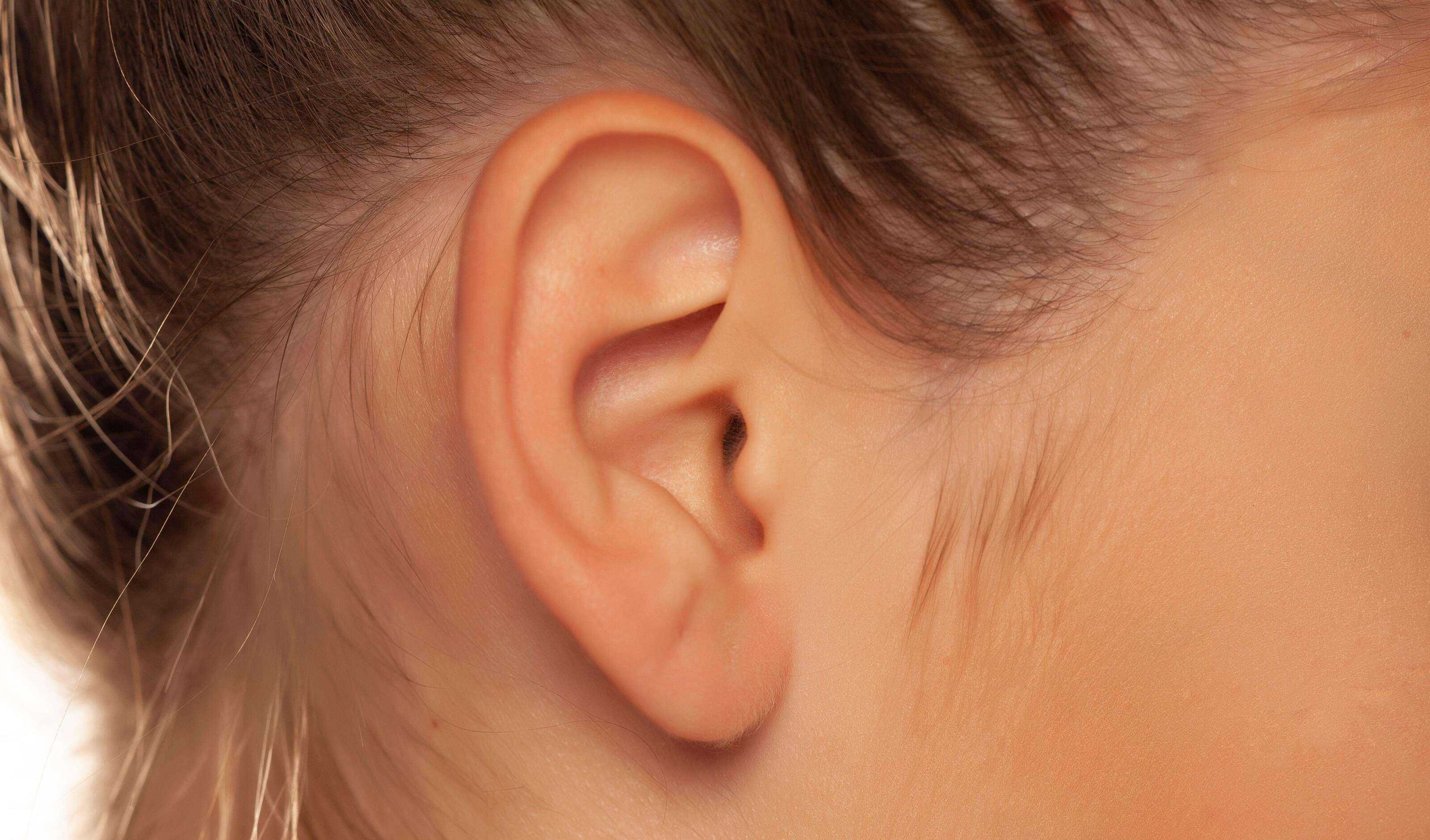 Определен механизм контроля слуховой чувствительности