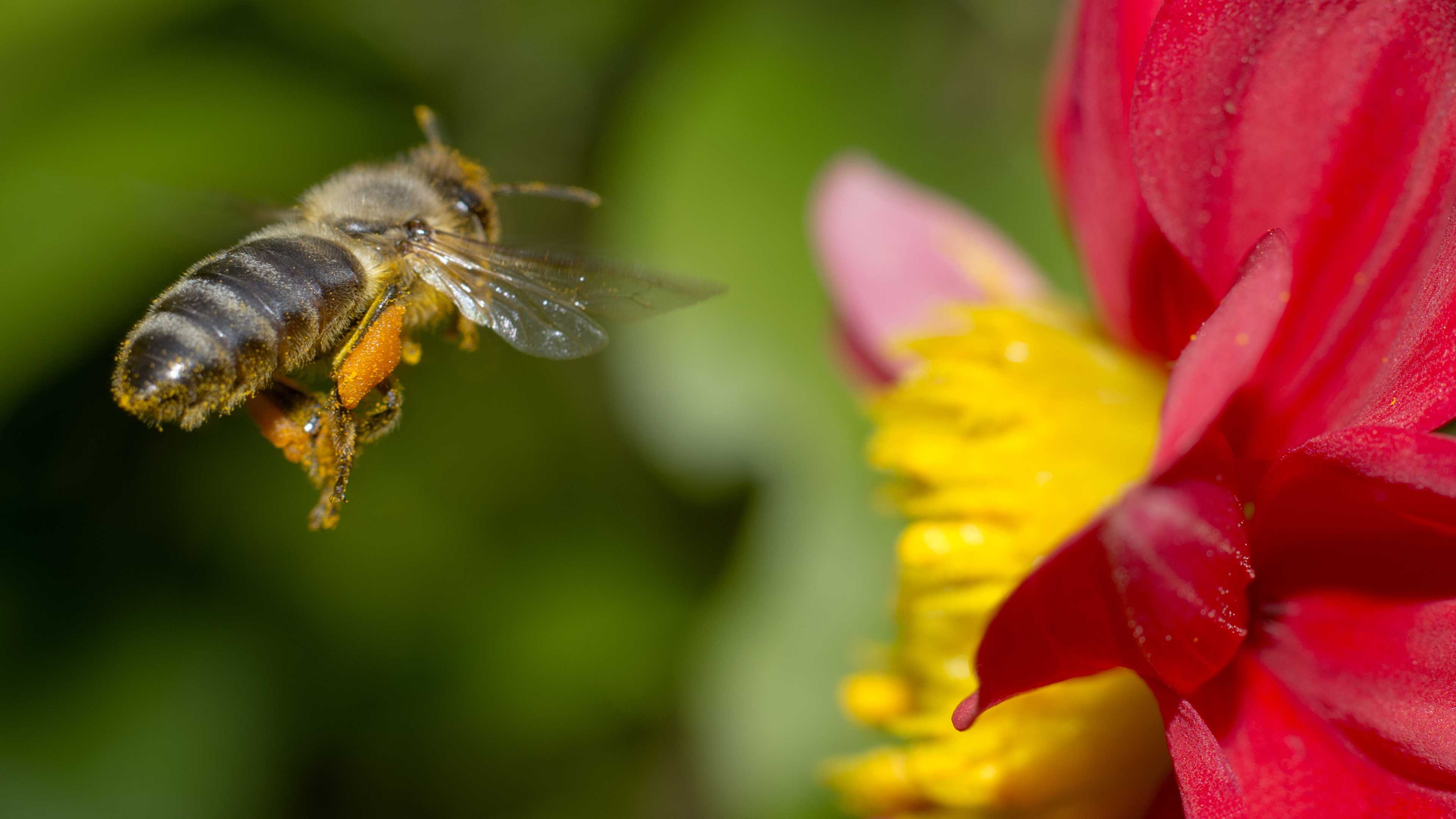 Пестициды мешают пчёлам держать курс