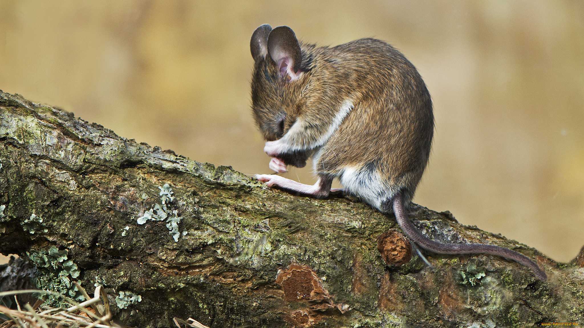 В головном мозге крыс нашли специализированные нейроны зуда