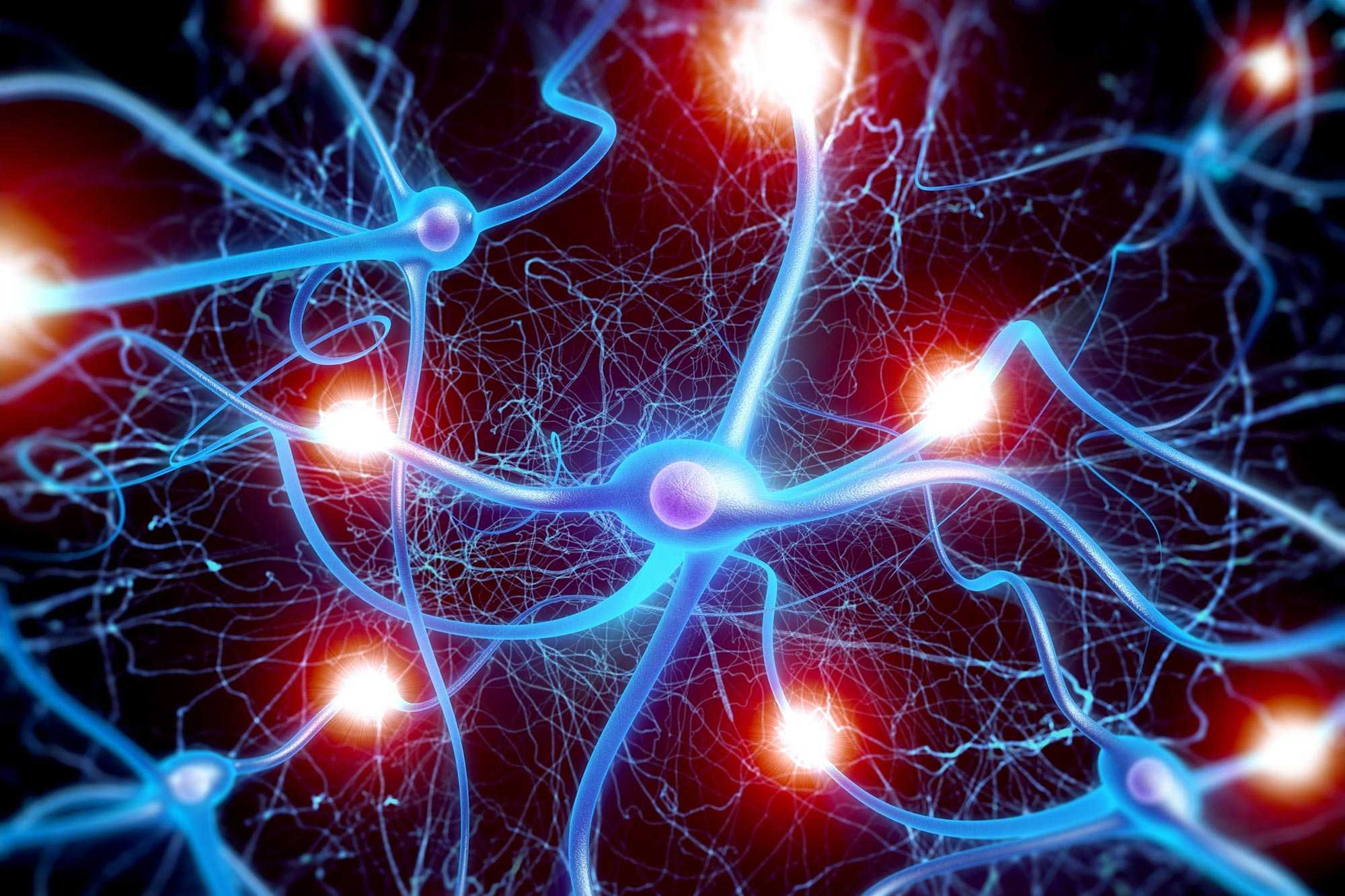 Нейроны с одинаковой датой рождения тесно связаны всю жизнь