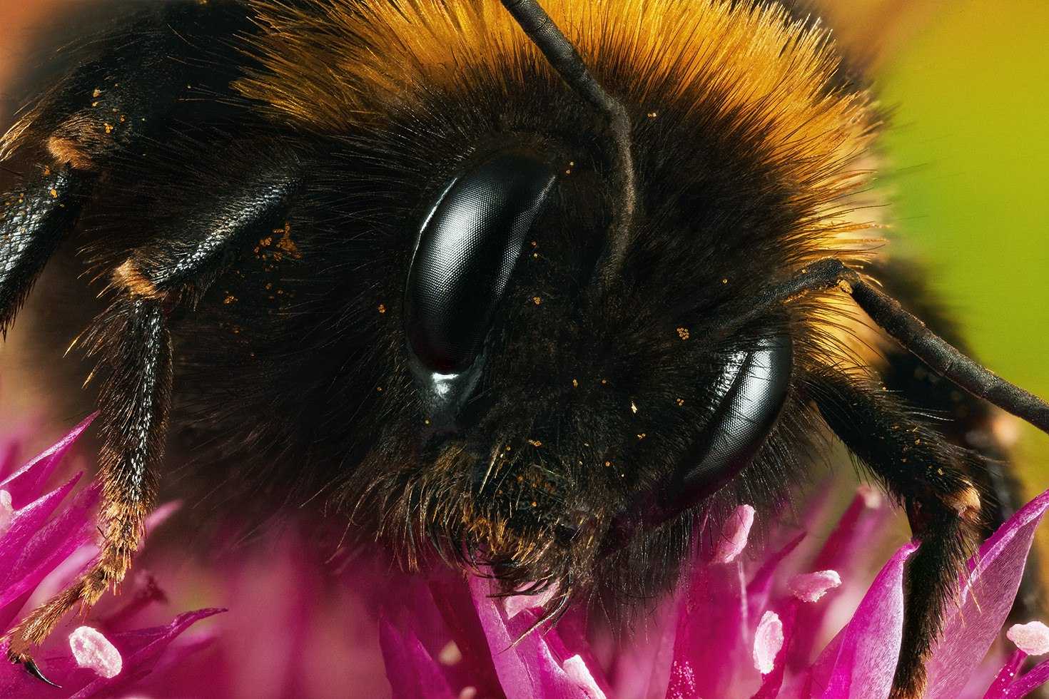 Шмель фото. Шмель армянский - Bombus armeniacus. Шмель отшельник. Шмель полевой. Шмель Степной.